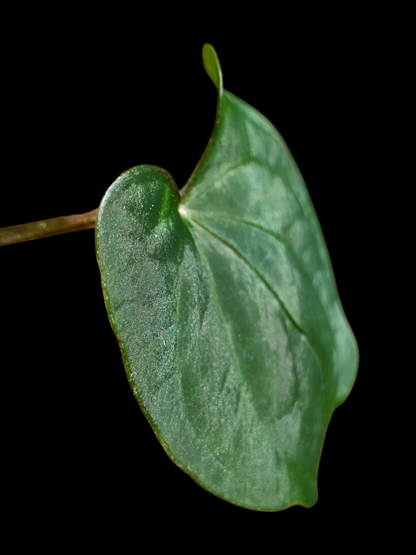 Anthurium sp. 'Huanuco Velvet' (EXACT PLANT)