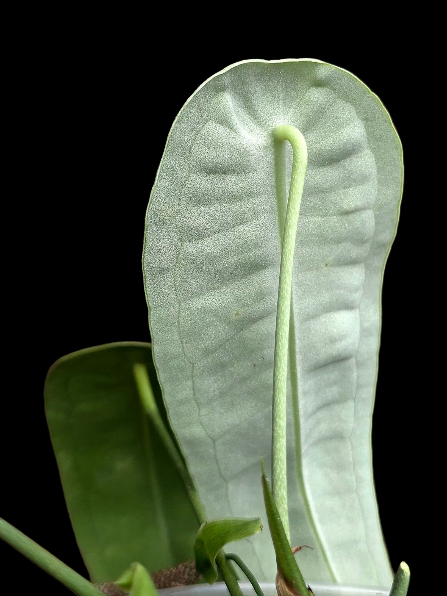 Anthurium sp. 'Little Ghost' Wild Ecotype with (EXACT PLANT)
