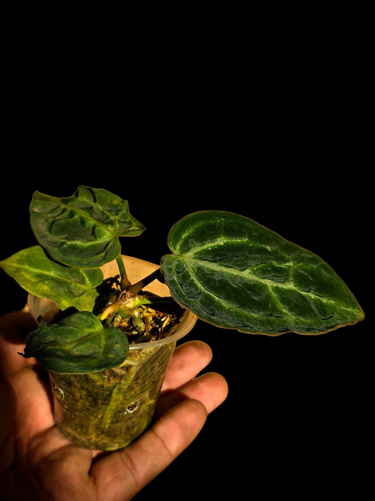 Anthurium sp. 'Amazon Monster Veins' Wild Ecotype (EXACT PLANT)
