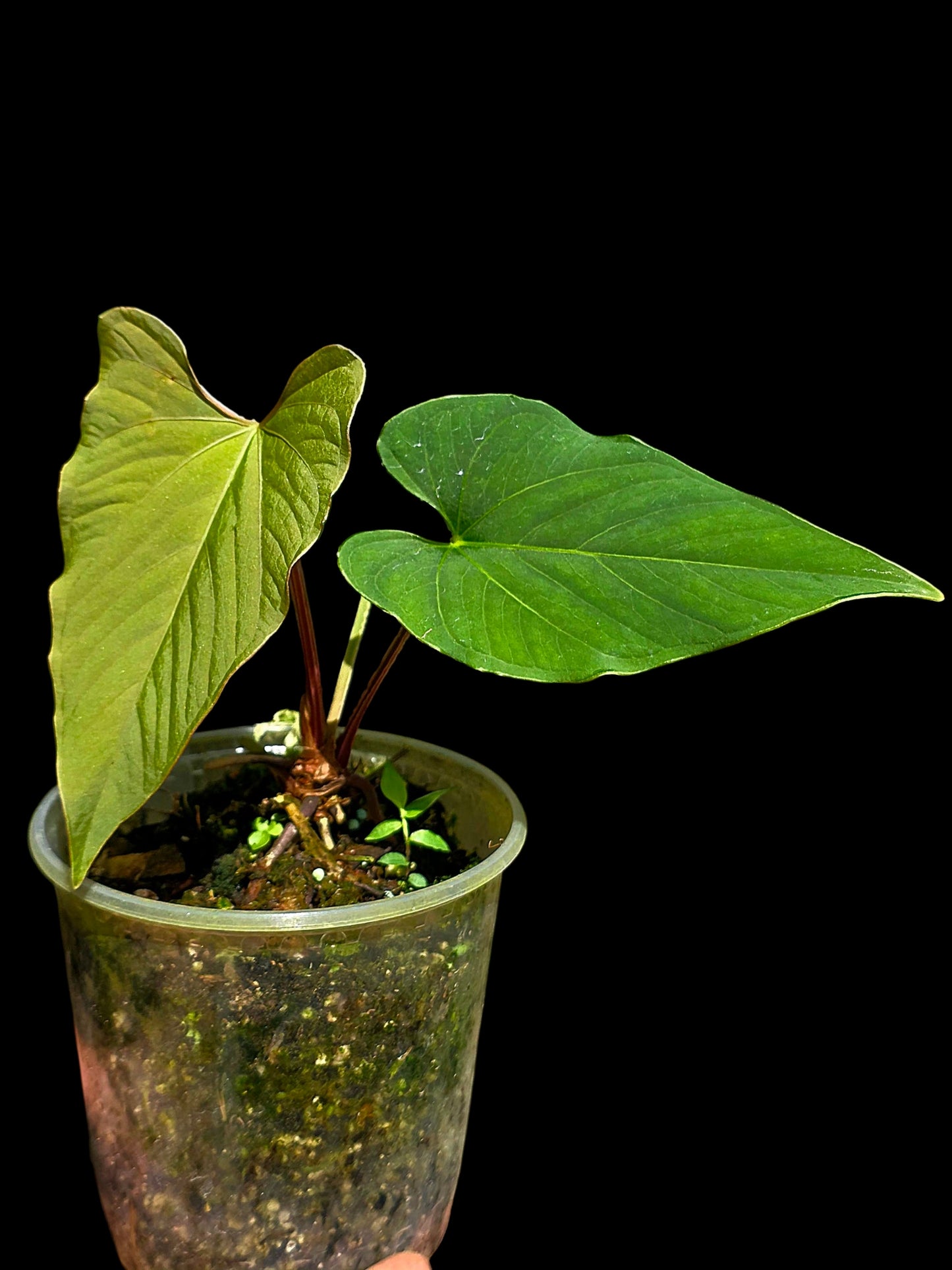 Anthurium sp. 'Kunayala Glow' Native to Panama (EXACT PLANT)