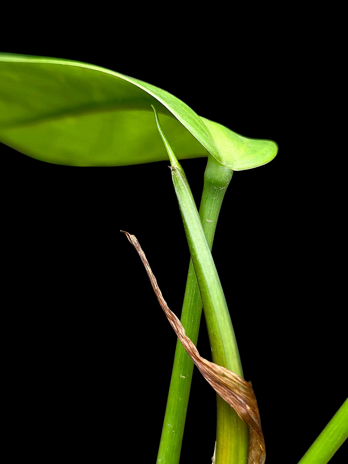 Philodendron sp. 'tenuifolium' (EXACT PLANT)