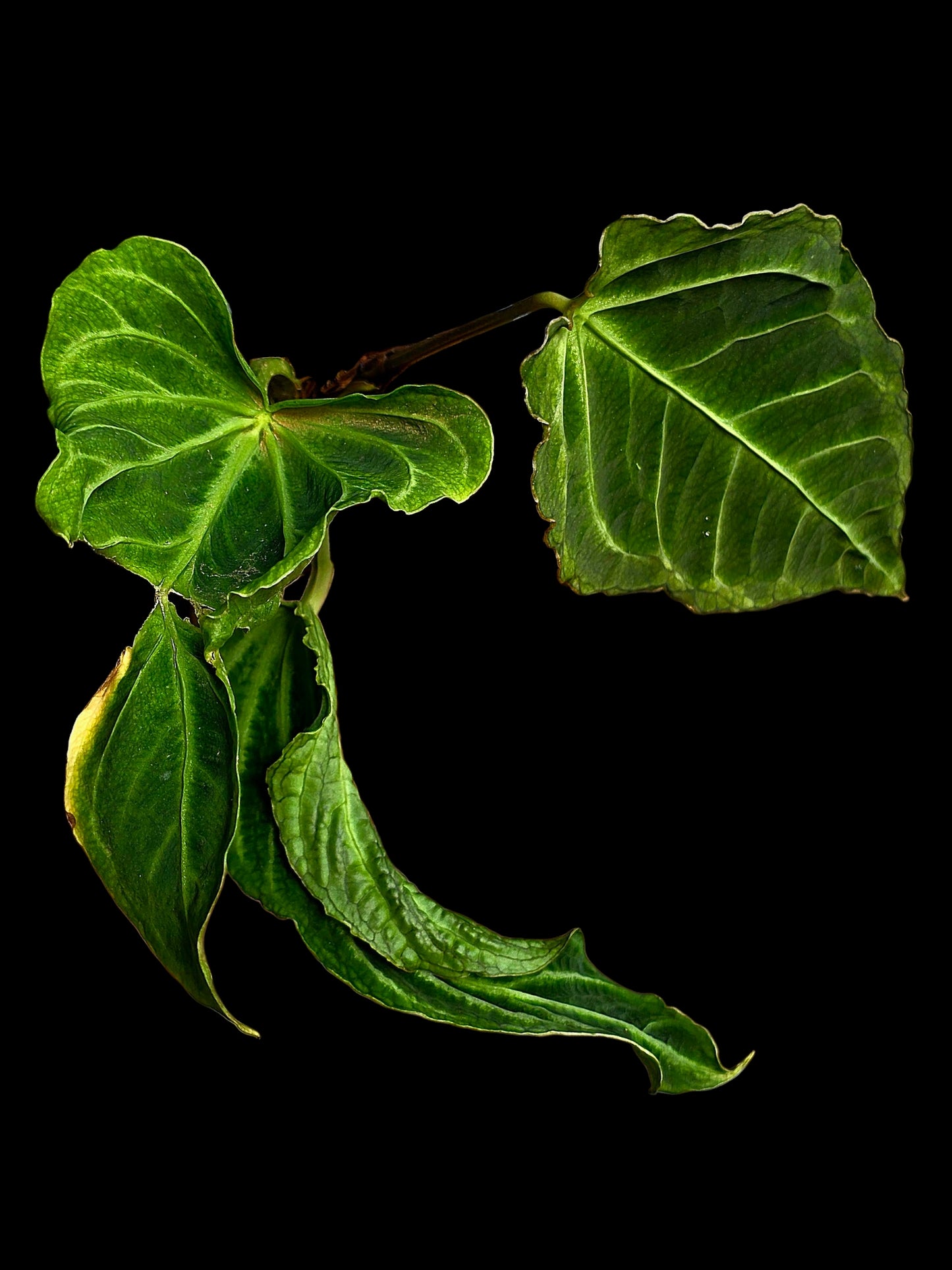 Anthurium sp. 'Andinum Lattice Crispus' Metamorphosis Phenotype (EXACT PLANT)