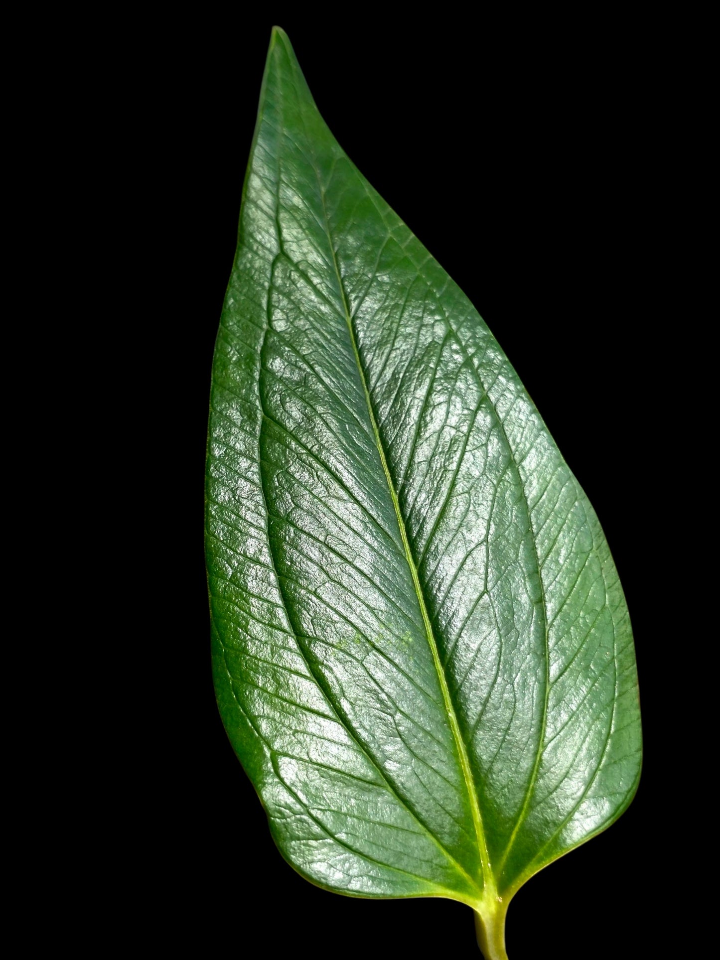 Anthurium sp. 'Indian Arrow' Wild Ecotype (EXACT PLANT)