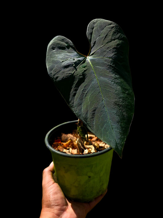 Anthurium sp. 'Huanuco Dark Velvet' Wild Ecotype (EXACT PLANT)