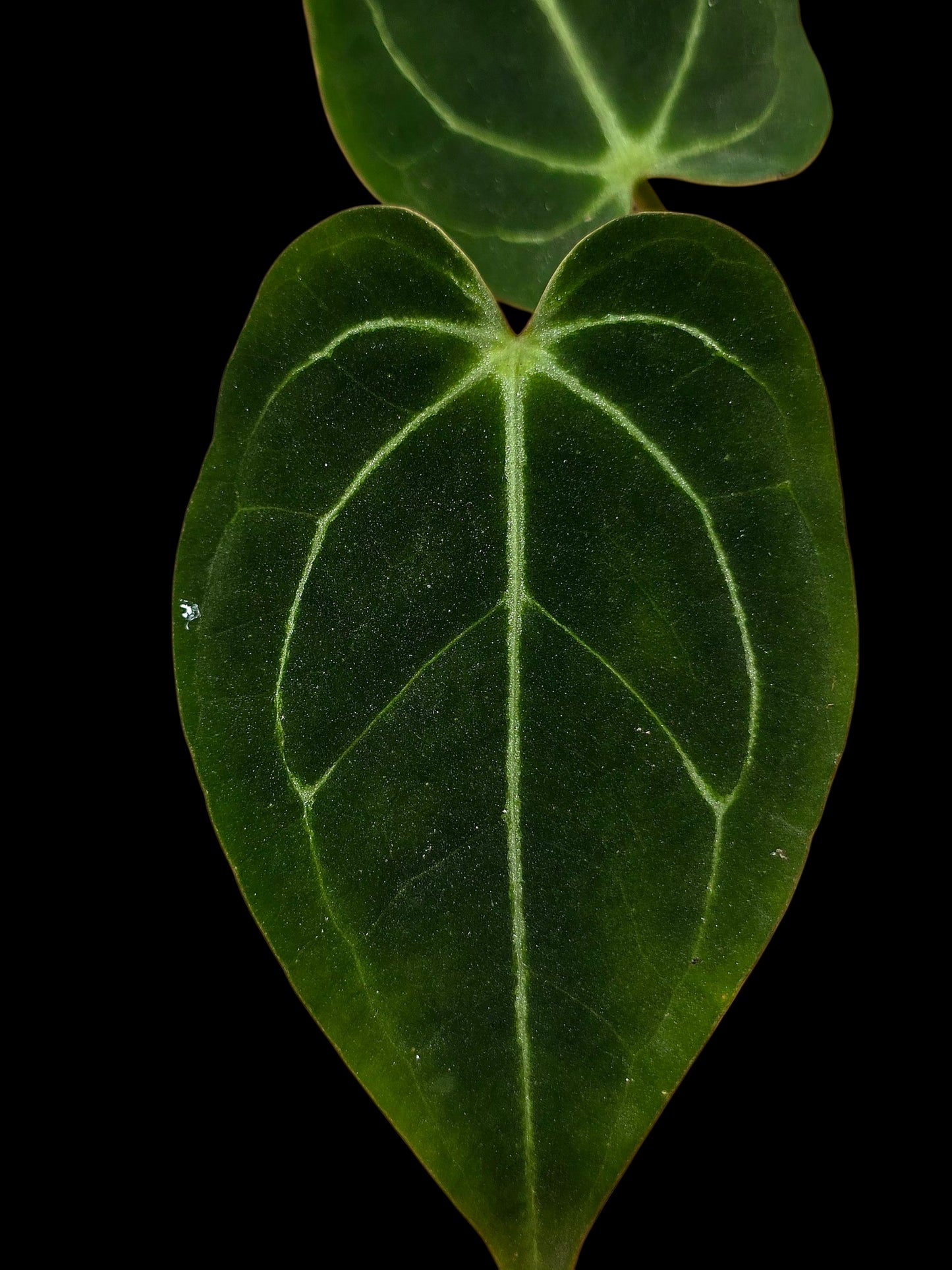 Anthurium Regale X Magnificum (EXACT PLANT)