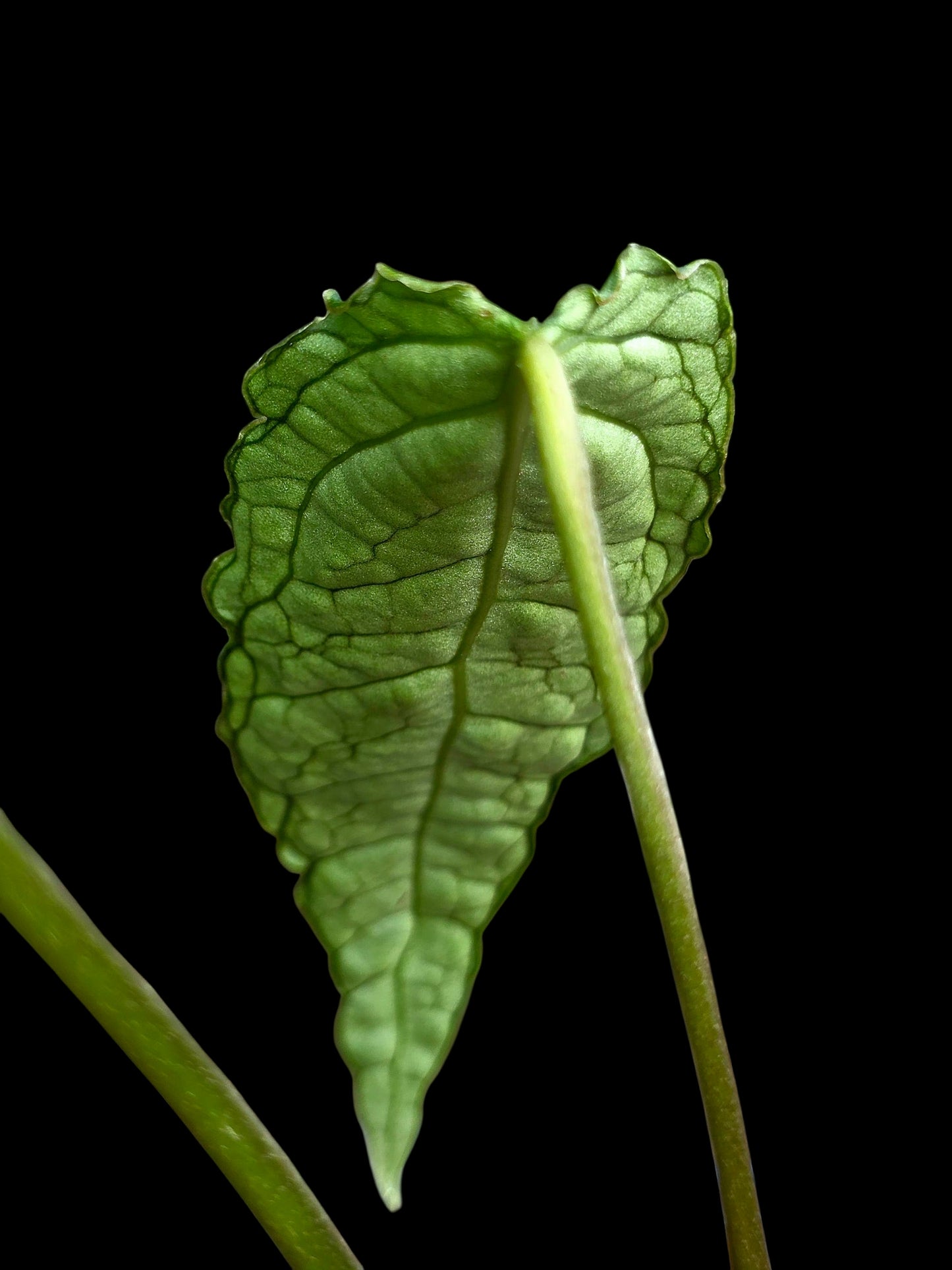 Anthurium sp. 'Andinum Lattice Crispus' Metamorphosis Phenotype (EXACT PLANT)