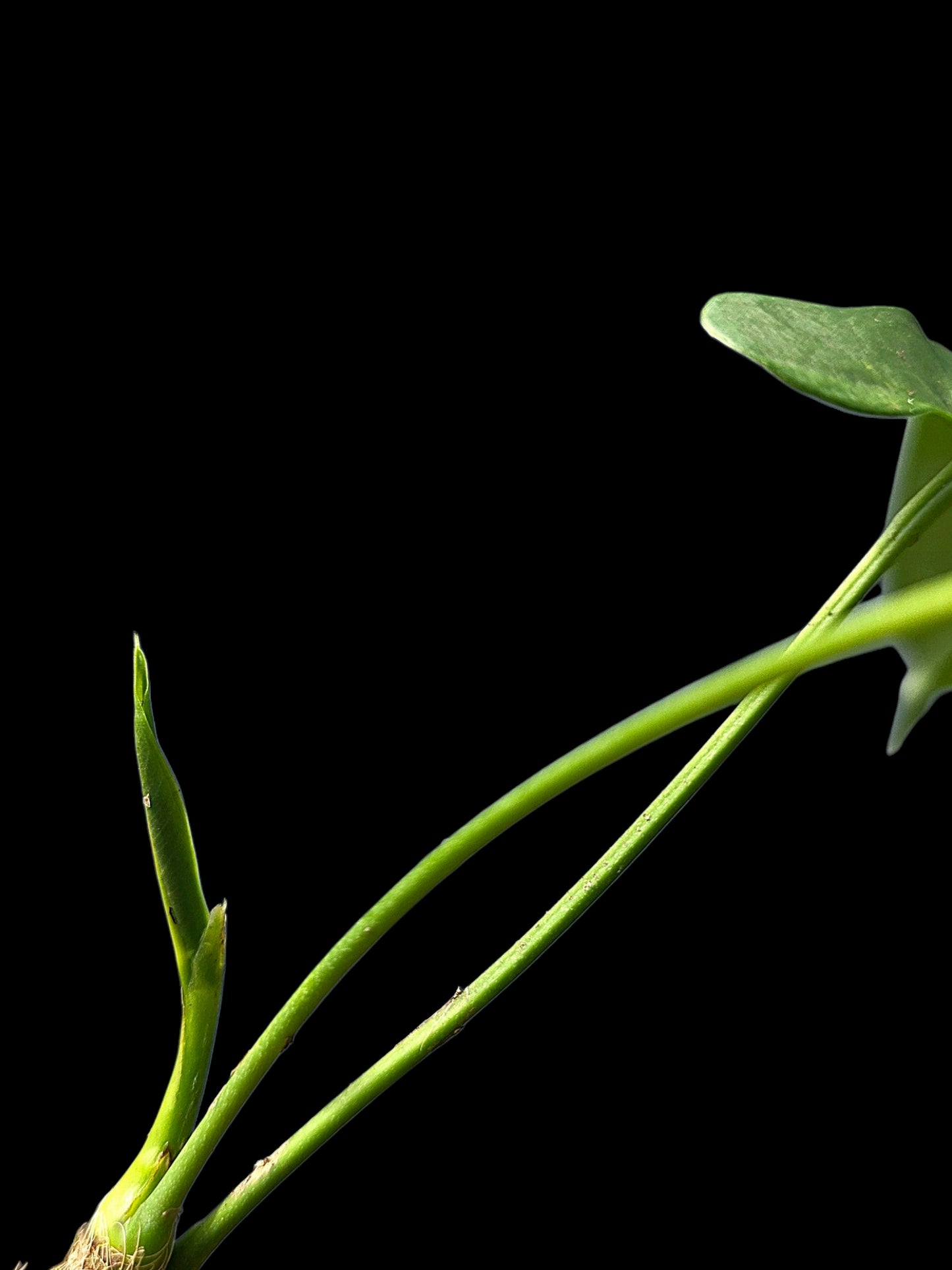 Anthurium sp. 'Tingomarianense Velvet Lobed' with 2 Leaves (EXACT PLANT)