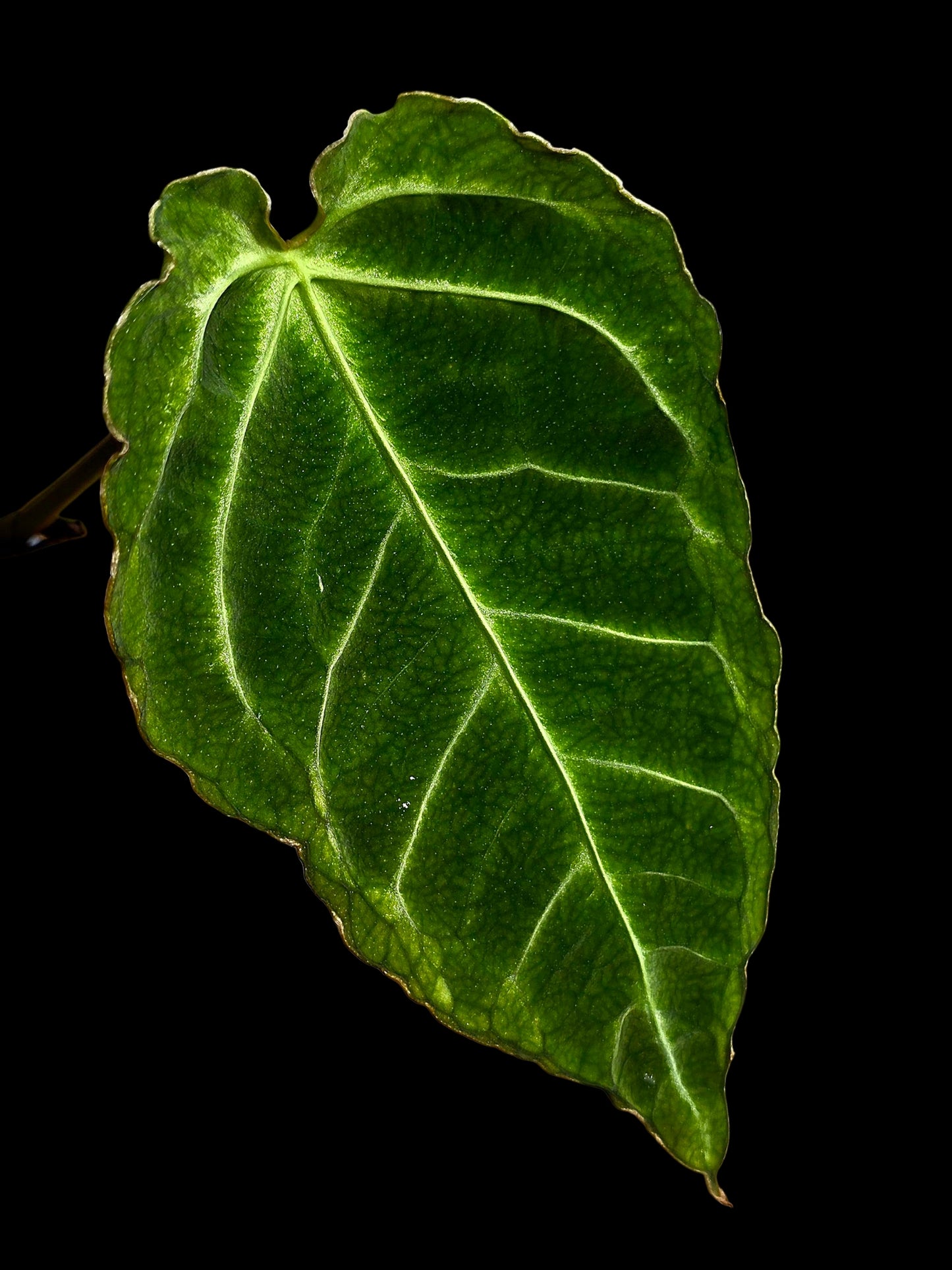 Anthurium sp. 'Andinum Lattice Crispus' Metamorphosis Phenotype (EXACT PLANT)