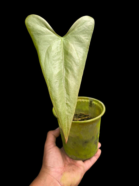 Anthurium sp. 'Shapaja Silver' Wild Ecotype (EXACT PLANT)