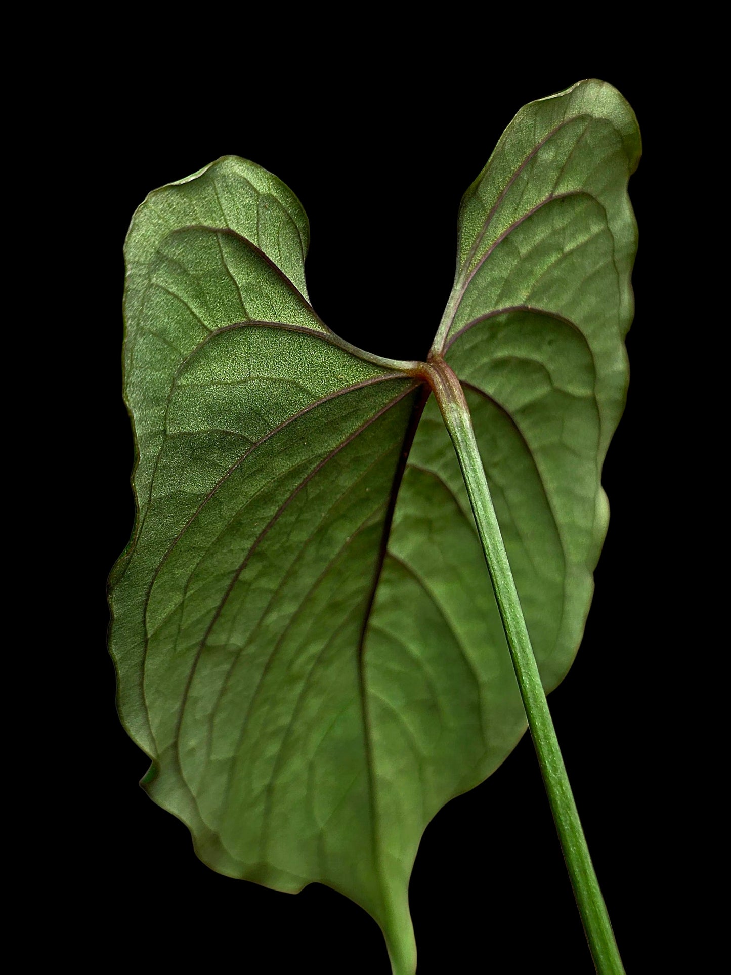 Anthurium sp. 'Purple Velvet' Bullate Leaves (EXACT PLANT)