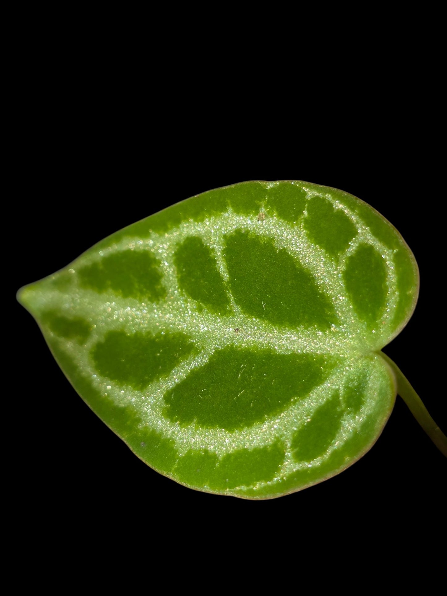 Anthurium Crystallinum 'Silver Blush' (EXACT PLANT) (copia)