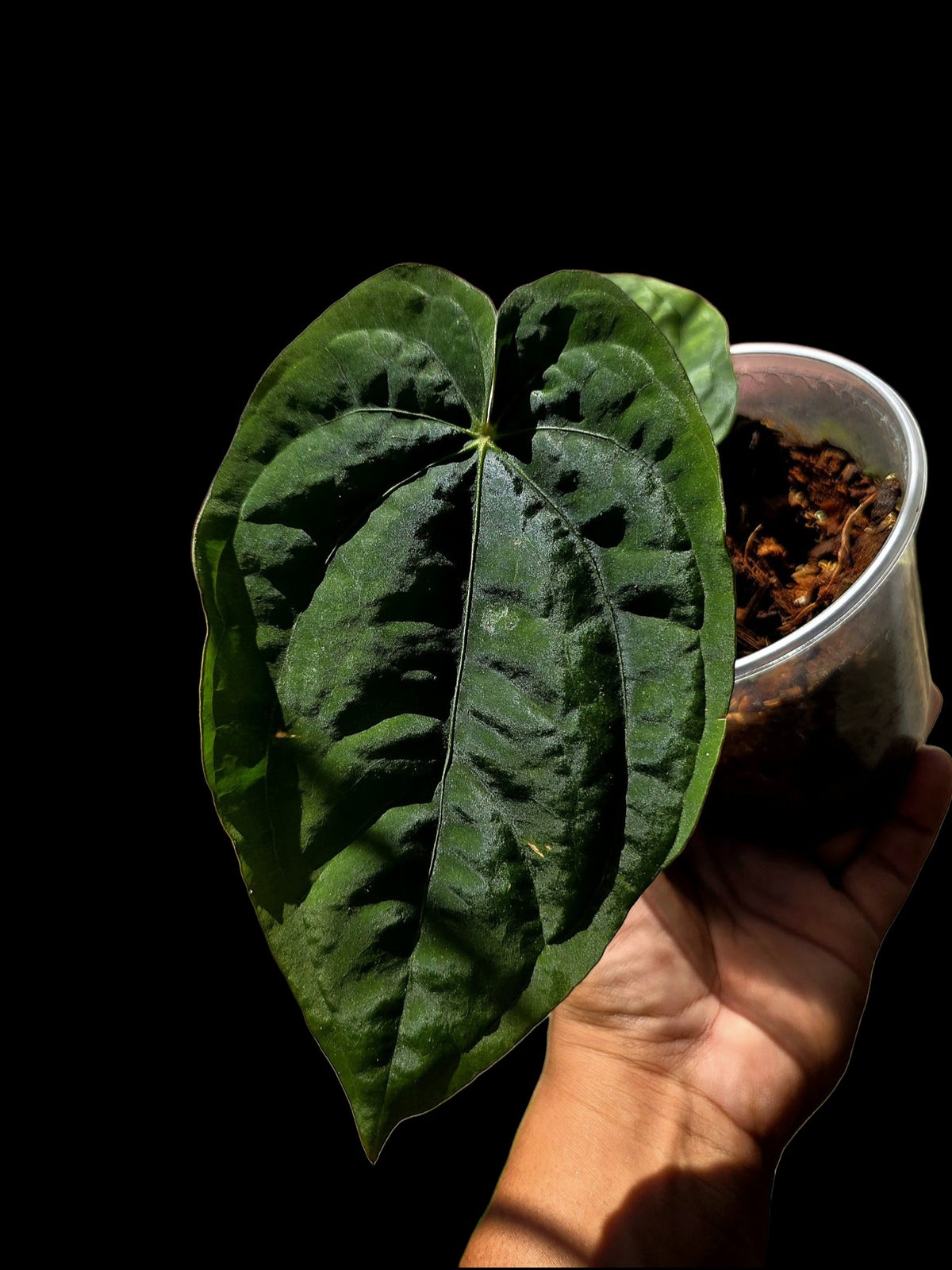 Anthurium Dressleri 'Rio Guanche' Wild Ecotype (EXACT PLANT)