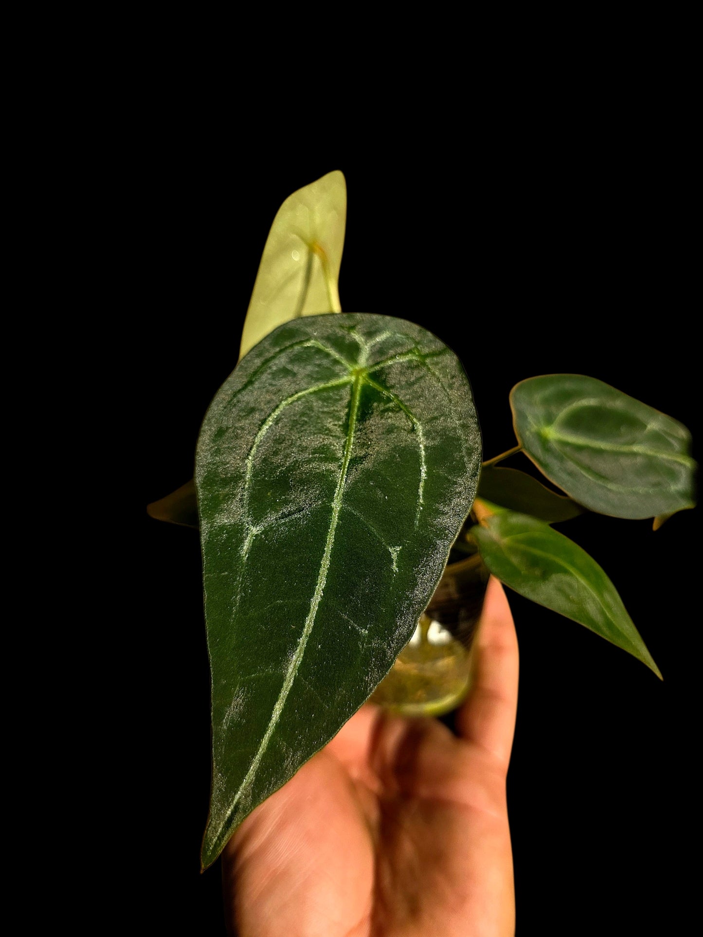 Anthurium Forgetii Narrow Form (EXACT PLANT)