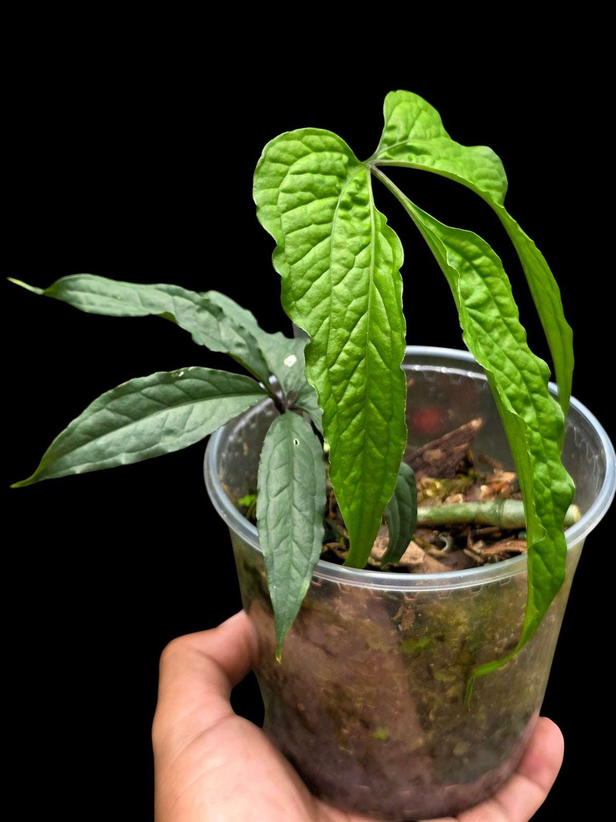 Anthurium sp. 'Abiseo Silver Fingers' (EXACT PLANT)