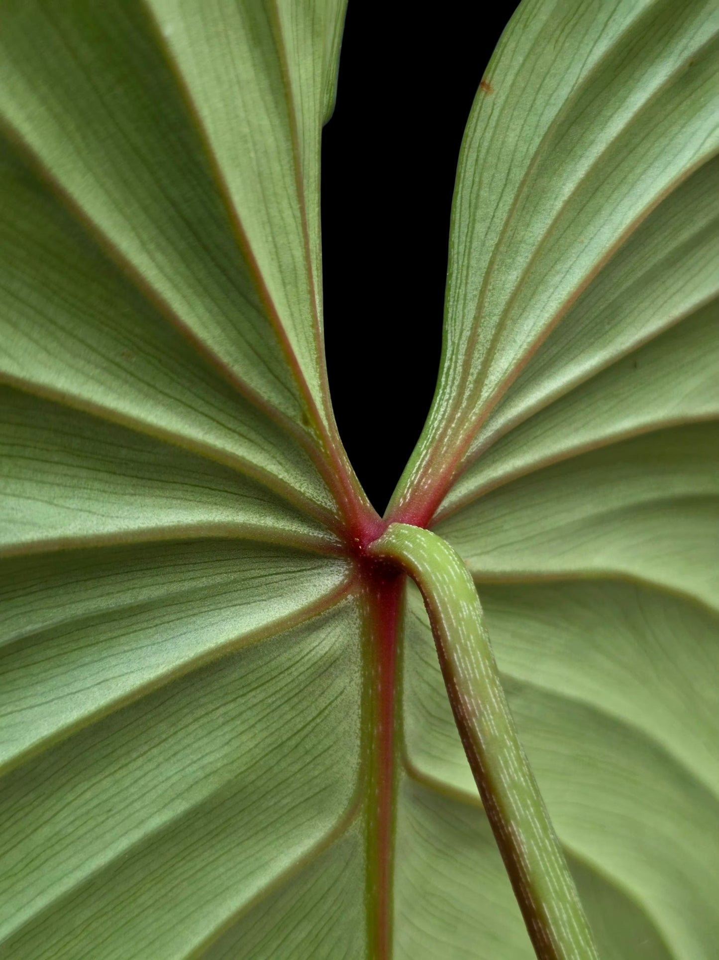 Philodendron sp. 'Silver Angel' (EXACT PLANT)
