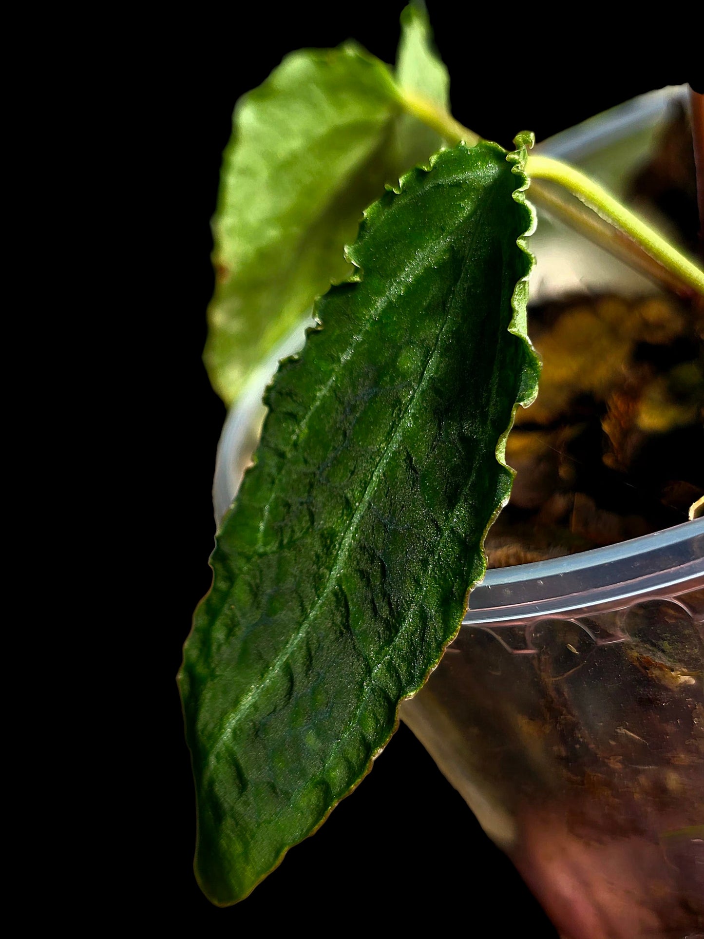 Anthurium sp. 'Andinum Lattice Crispus' Metamorphosis Phenotype (EXACT PLANT)