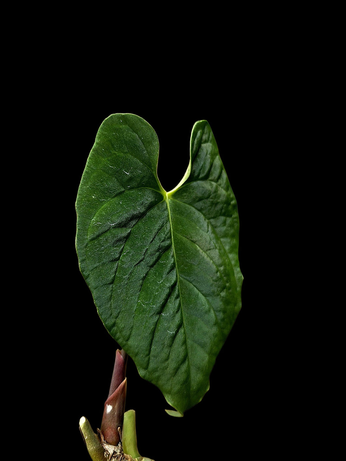 Anthurium sp. 'Purple Velvet' Bullate Leaves (EXACT PLANT)