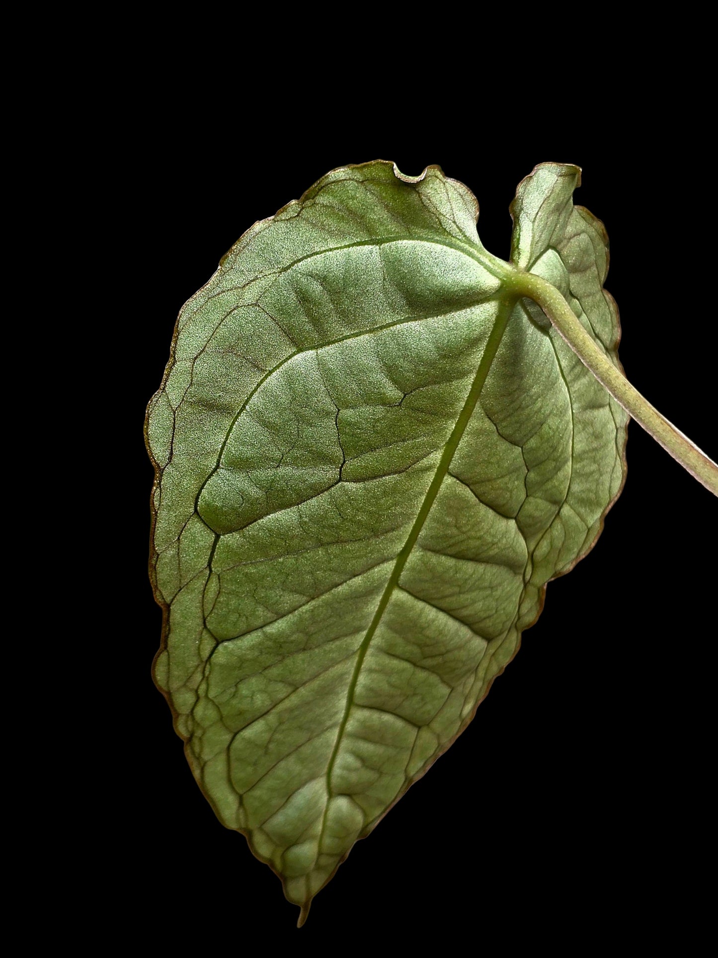 Anthurium sp. 'Andinum Lattice Crispus' Metamorphosis Phenotype (EXACT PLANT)