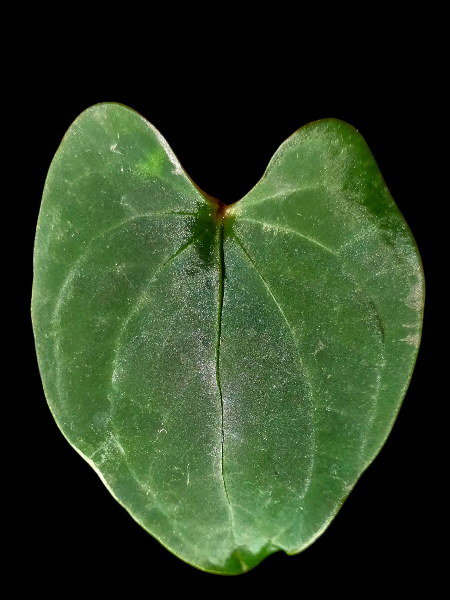 Anthurium sp. 'Huanuco Velvet' (EXACT PLANT)