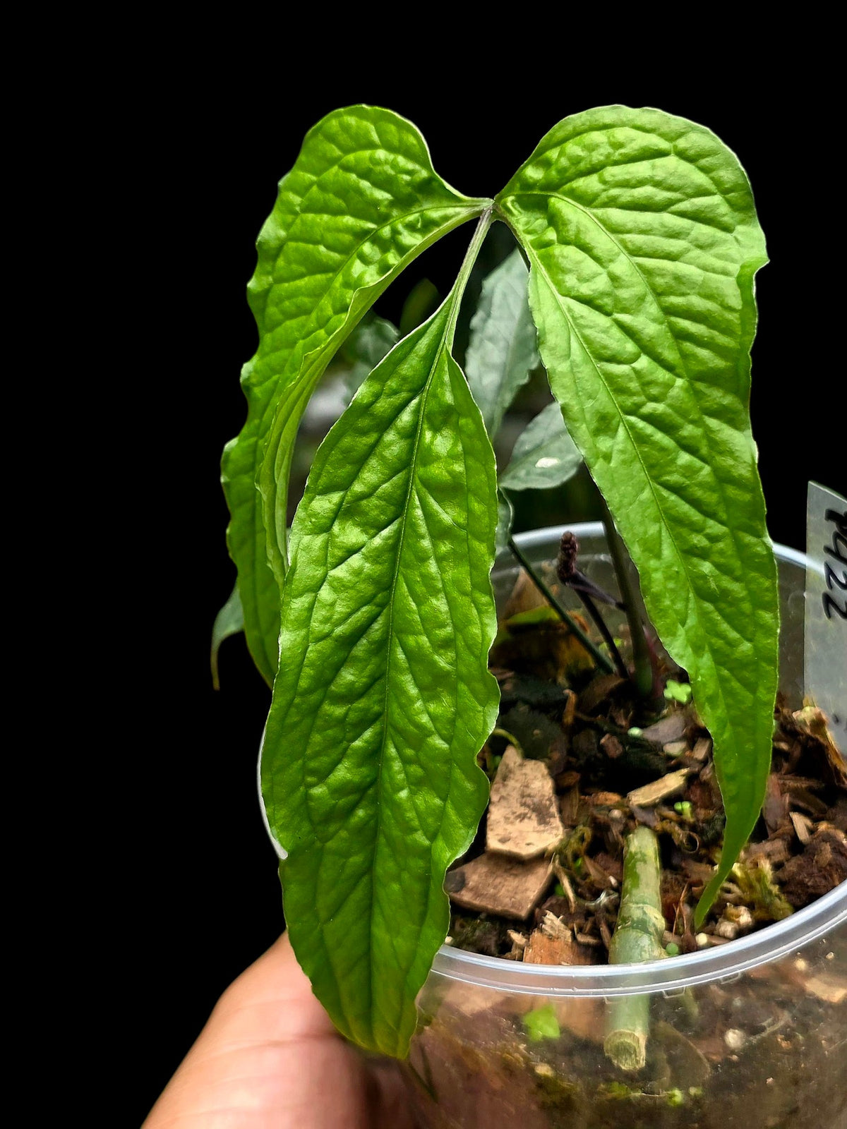 Anthurium sp. 'Abiseo Silver Fingers' (EXACT PLANT)