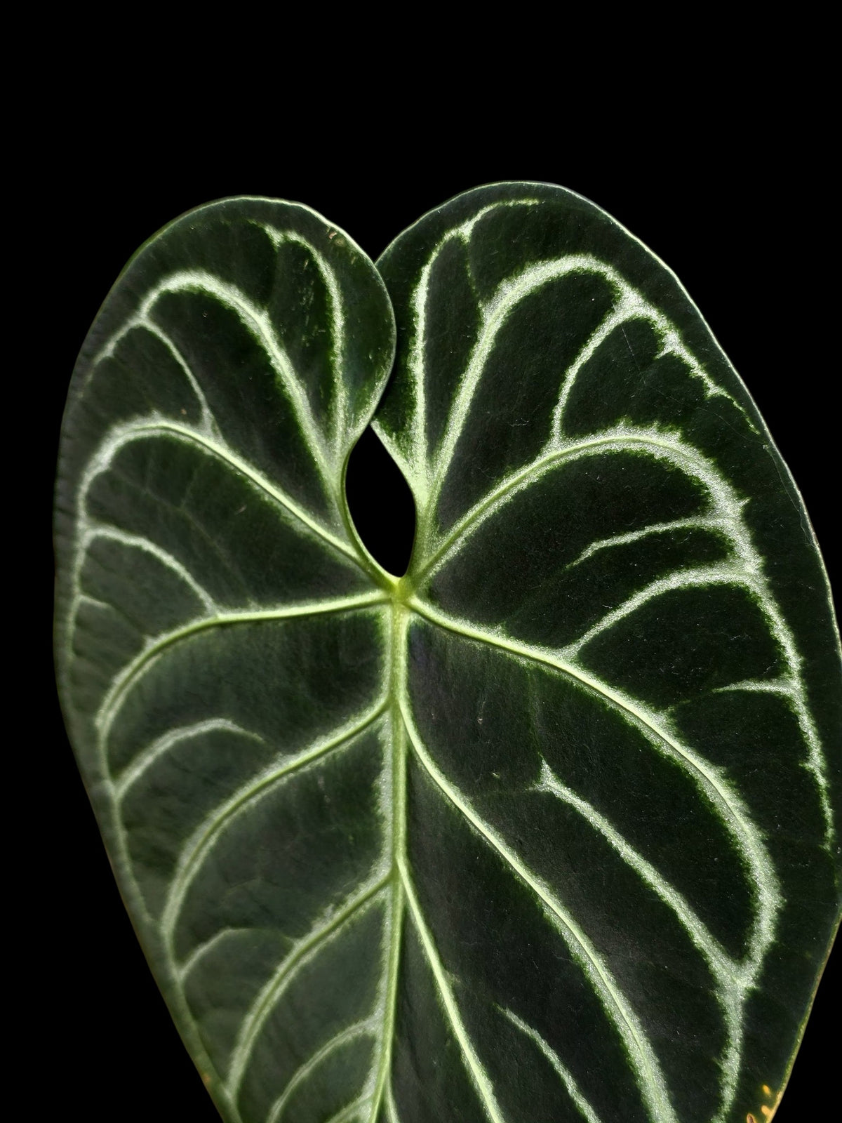 Anthurium Regale White Stripes (EXACT PLANT)