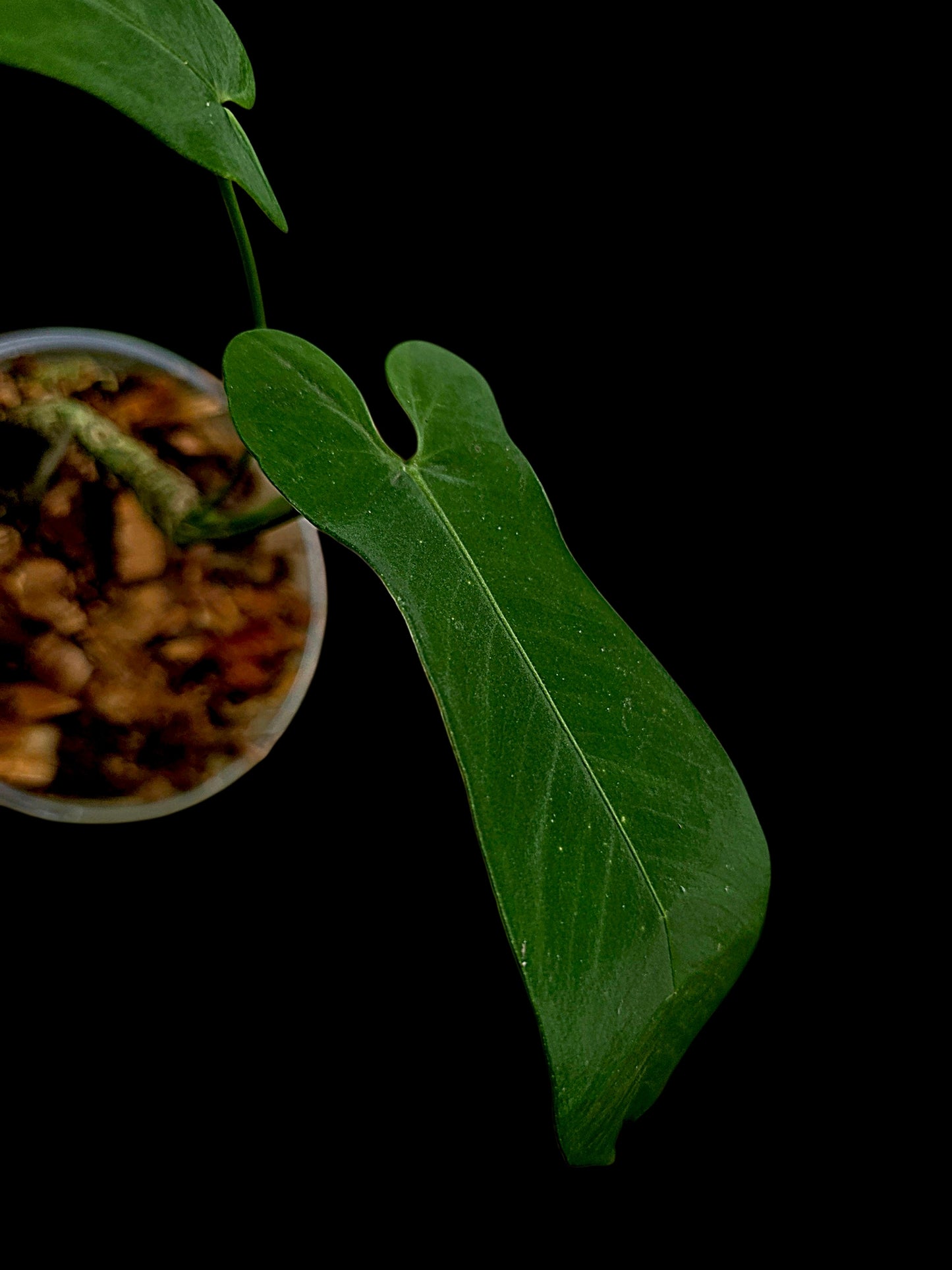 Anthurium sp. 'Tingomarianense Velvet Lobed' with 2 Leaves (EXACT PLANT)