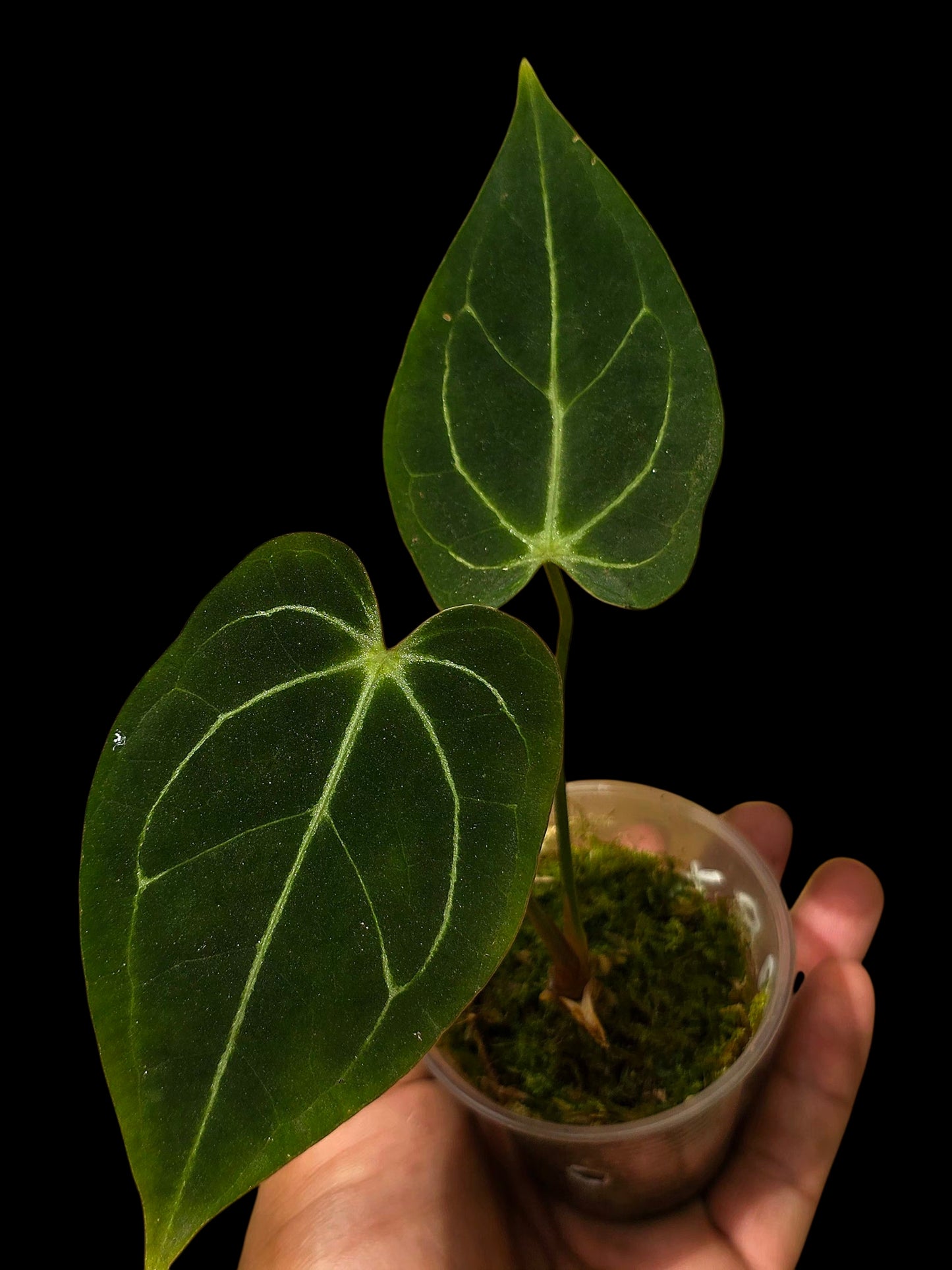 Anthurium Regale X Magnificum (EXACT PLANT)