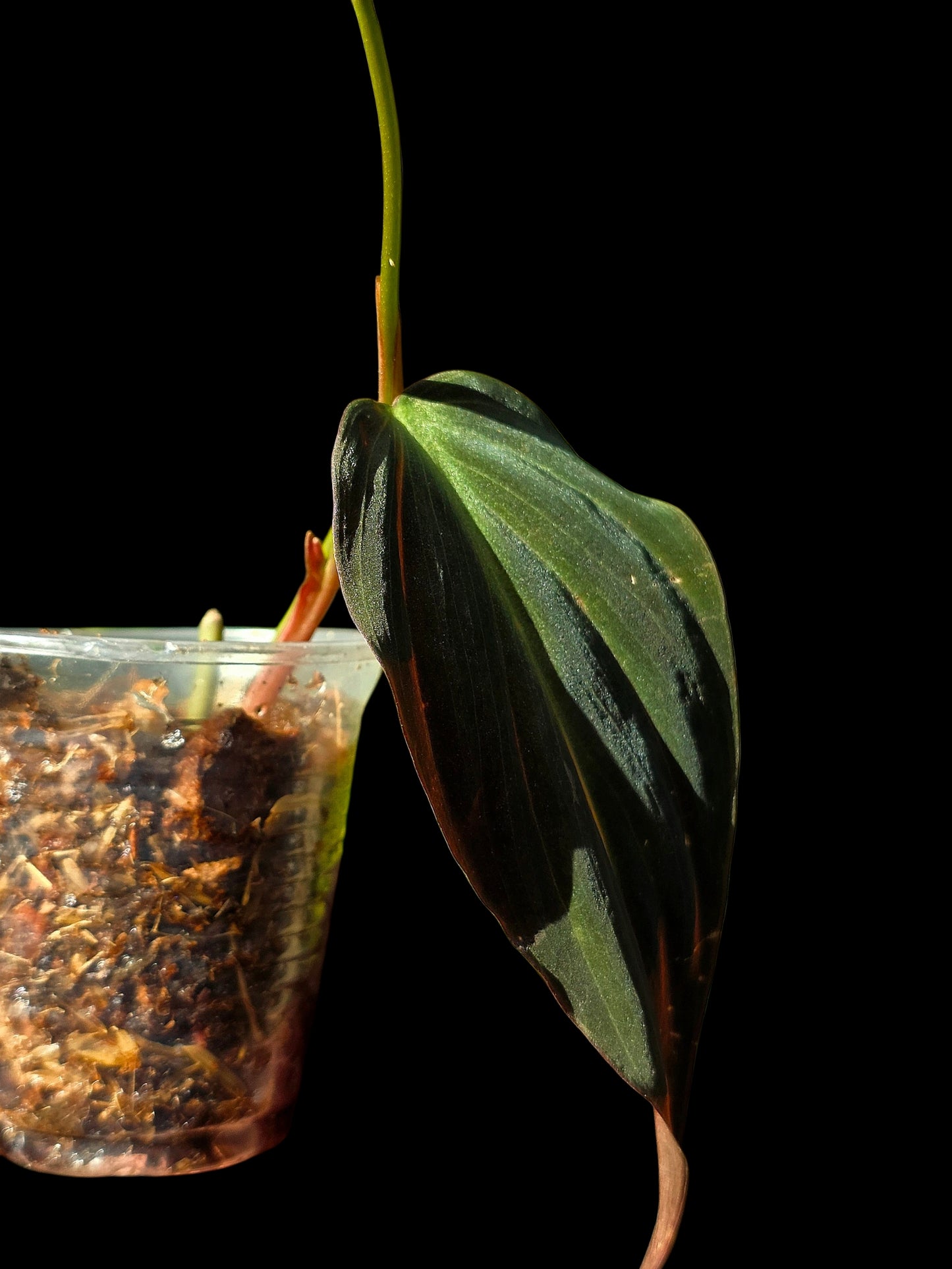 Philodendron sp. 'Peruvian Red Velvet Trilobe' (EXACT PLANT)