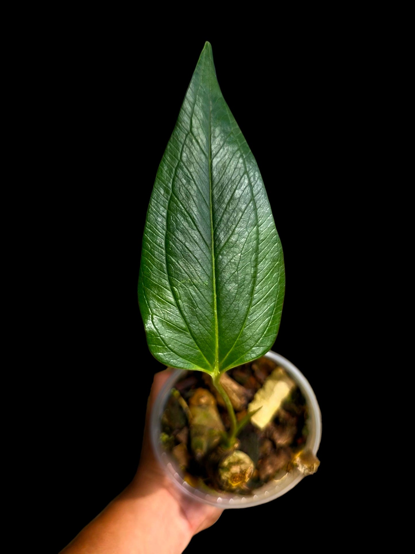Anthurium sp. 'Indian Arrow' Wild Ecotype (EXACT PLANT)