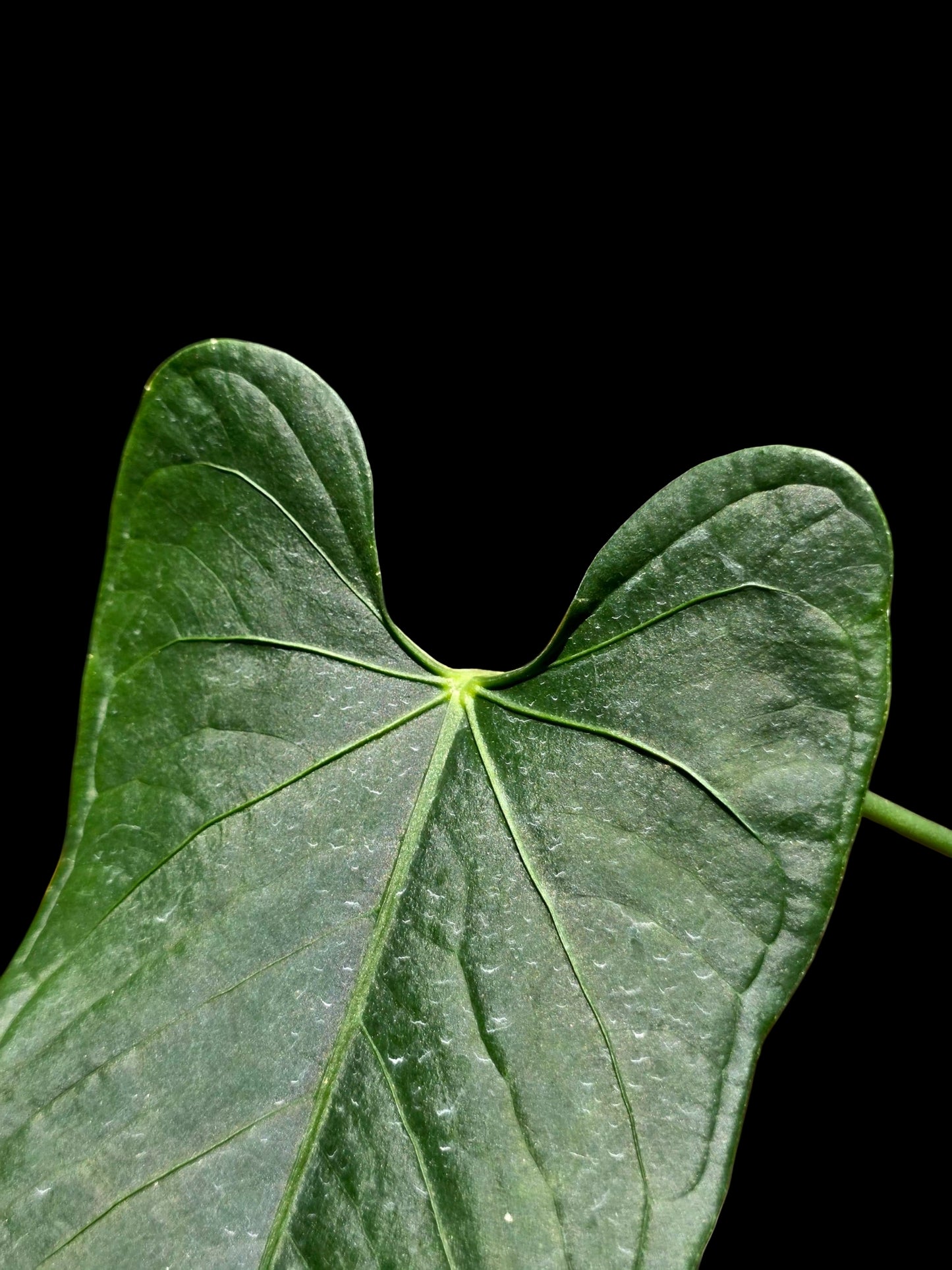 Anthurium sp. 'Cachiyacu Dark Velvet' Wild Ecotype (EXACT PLANT)