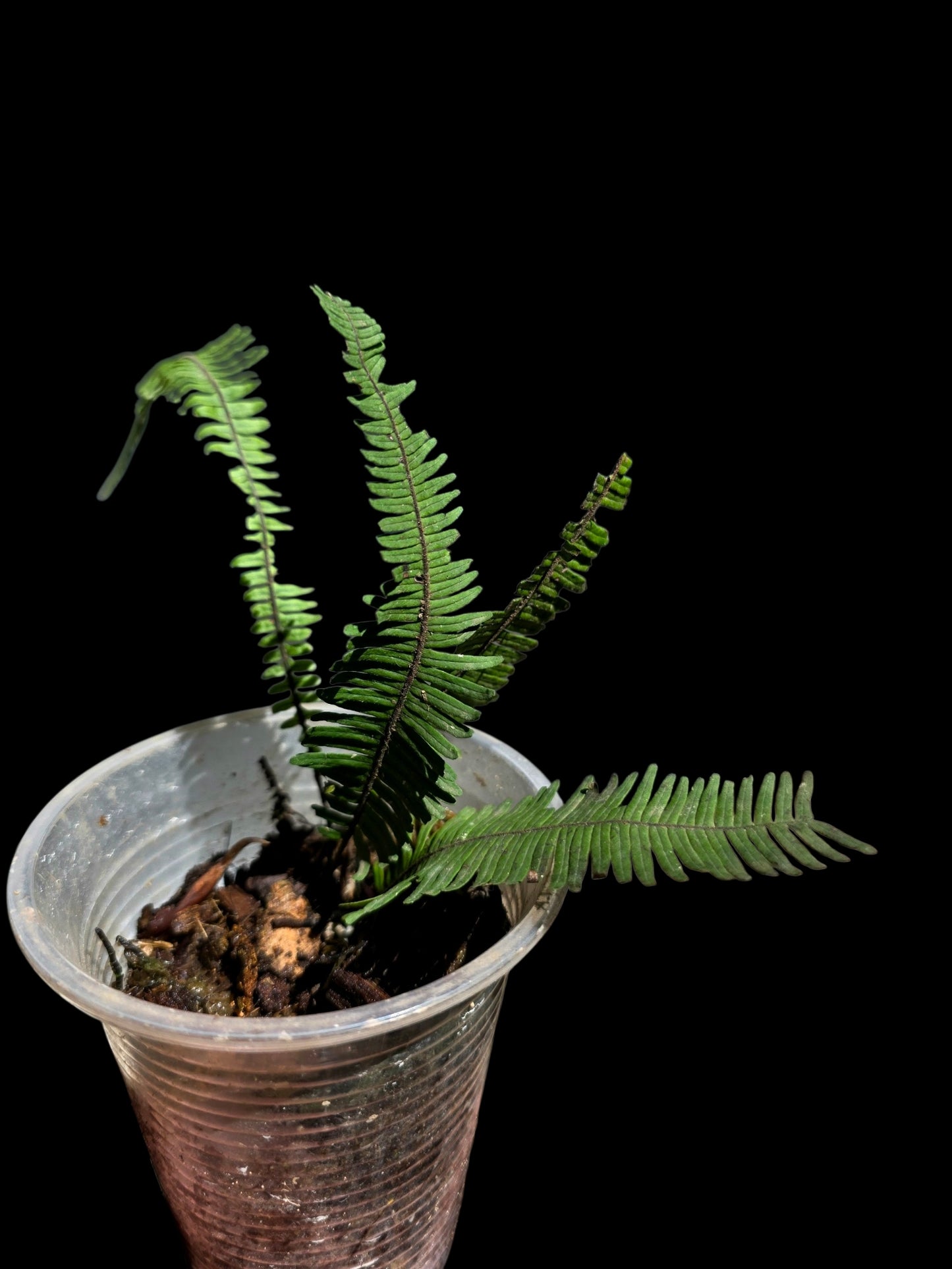 Pecluma aff. Filicula 'Tarapoto' Wild Ecotype (EXACT PLANT)