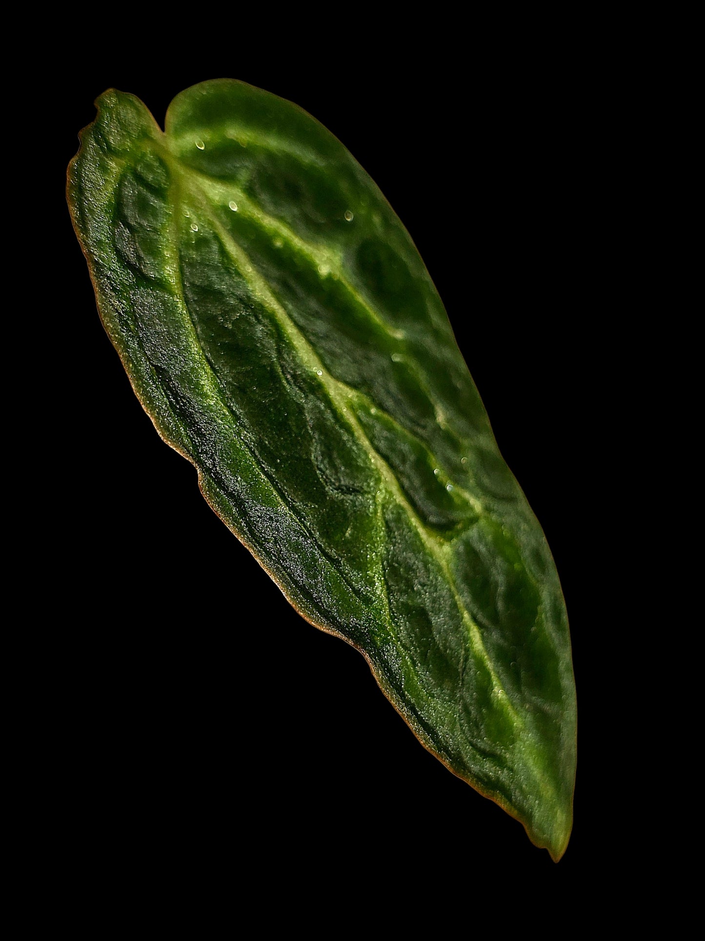 Anthurium sp. 'Amazon Monster Veins' Wild Ecotype (EXACT PLANT)