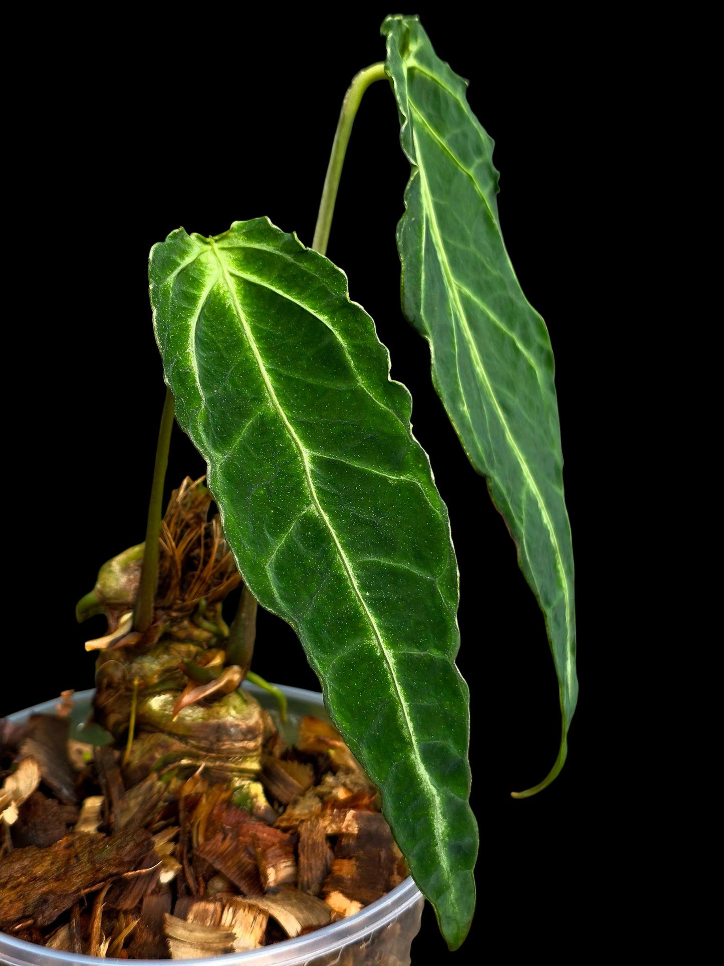 Anthurium sp. 'Andinum Lattice Crispus' Metamorphosis Phenotype (EXACT PLANT)