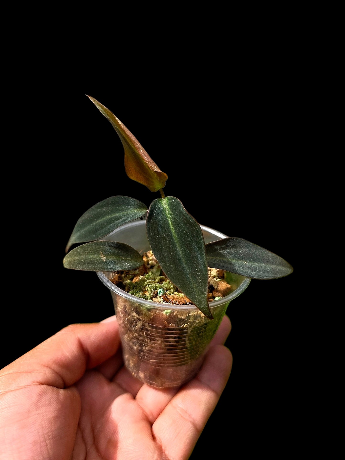 Philodendron sp. 'Peruvian Red Velvet Trilobe' (EXACT PLANT)