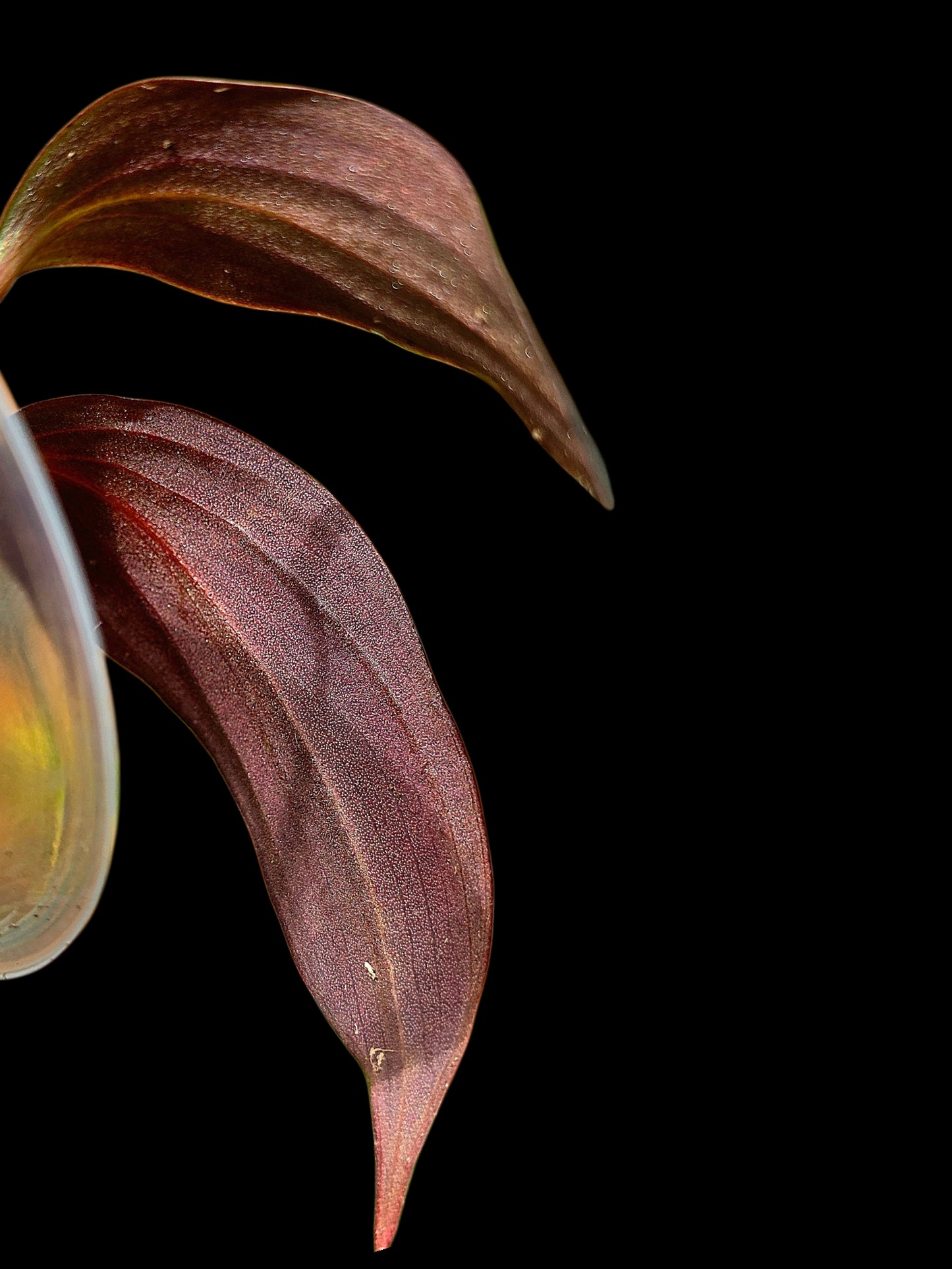 Philodendron sp. 'Peruvian Red Velvet Trilobe' (EXACT PLANT)