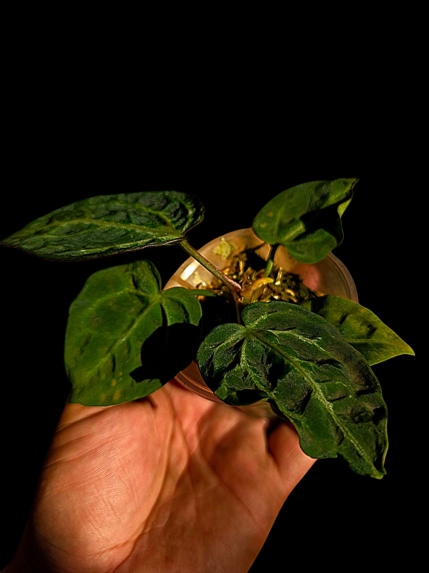 Anthurium sp. 'Amazon Monster Veins' Wild Ecotype (EXACT PLANT)