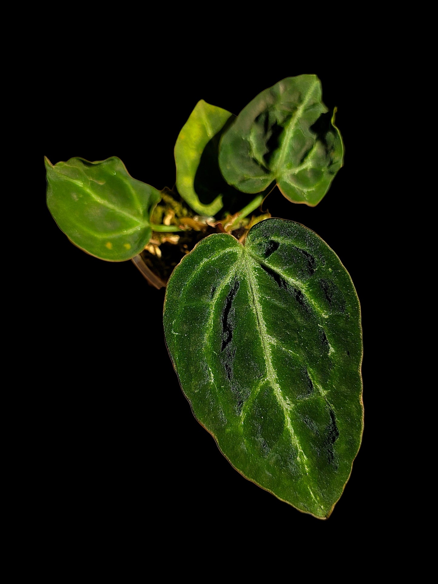 Anthurium sp. 'Amazon Monster Veins' Wild Ecotype (EXACT PLANT)