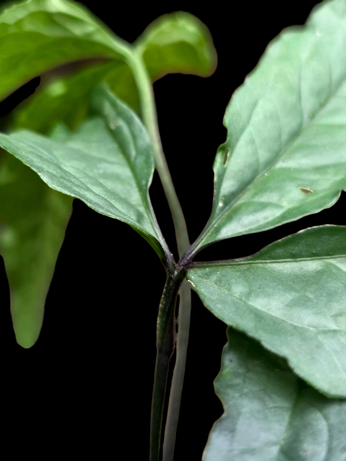Anthurium sp. 'Abiseo Silver Fingers' (EXACT PLANT)