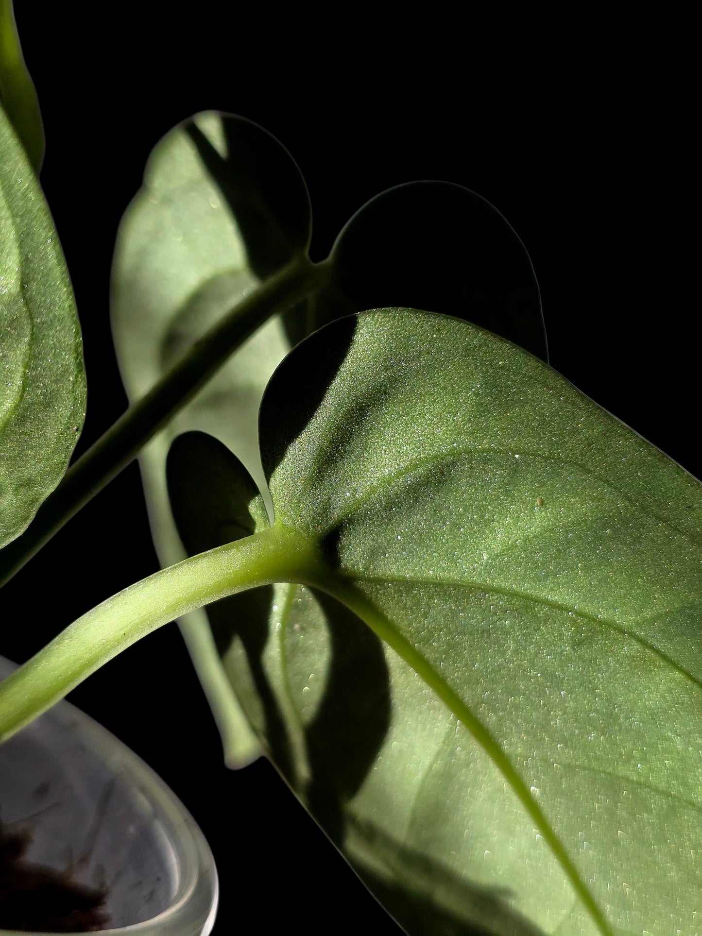 Anthurium Pulcachense Dark (EXACT PLANT)