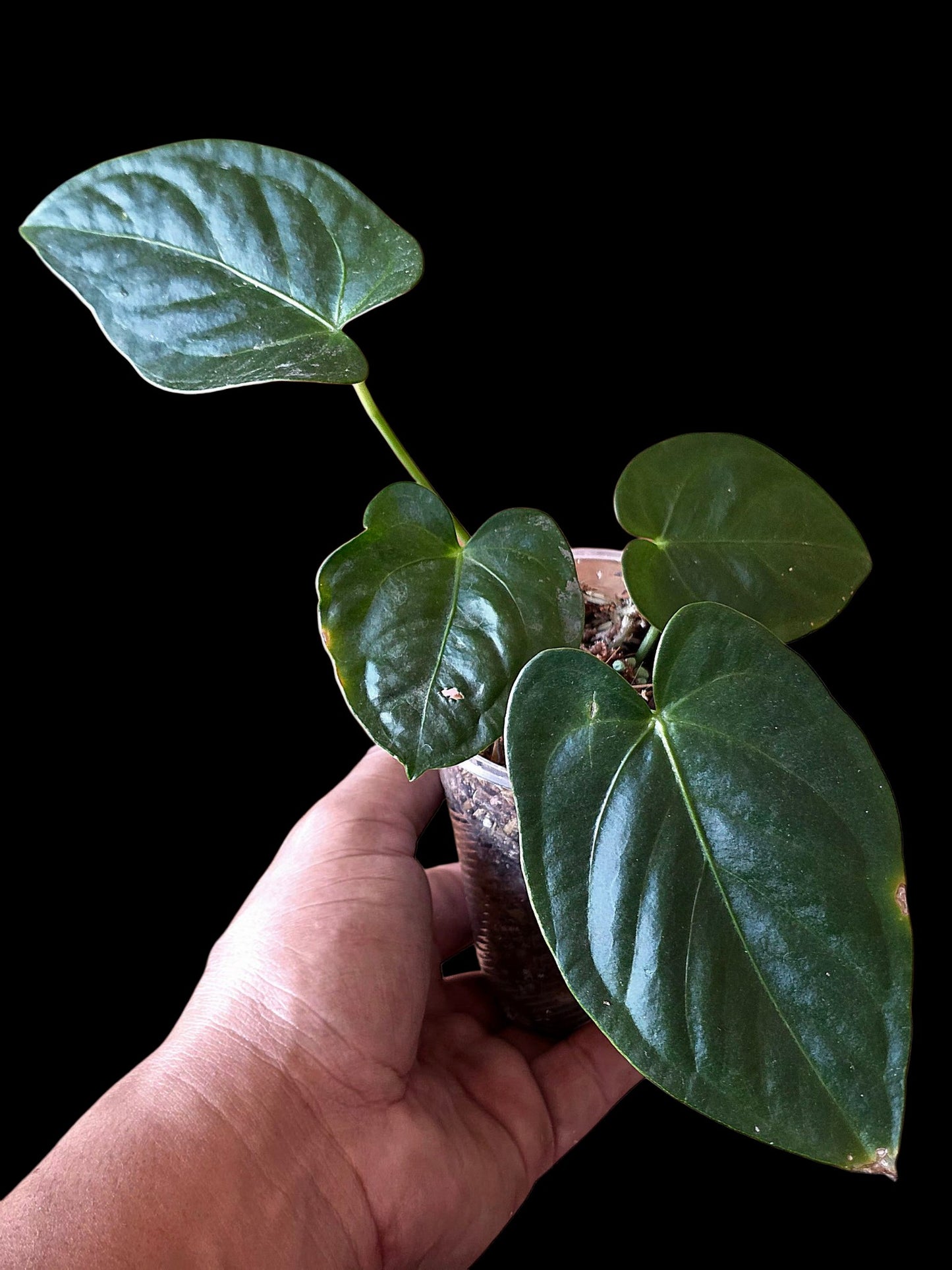 Anthurium sp. 'Peru Dark' (EXACT PLANT)
