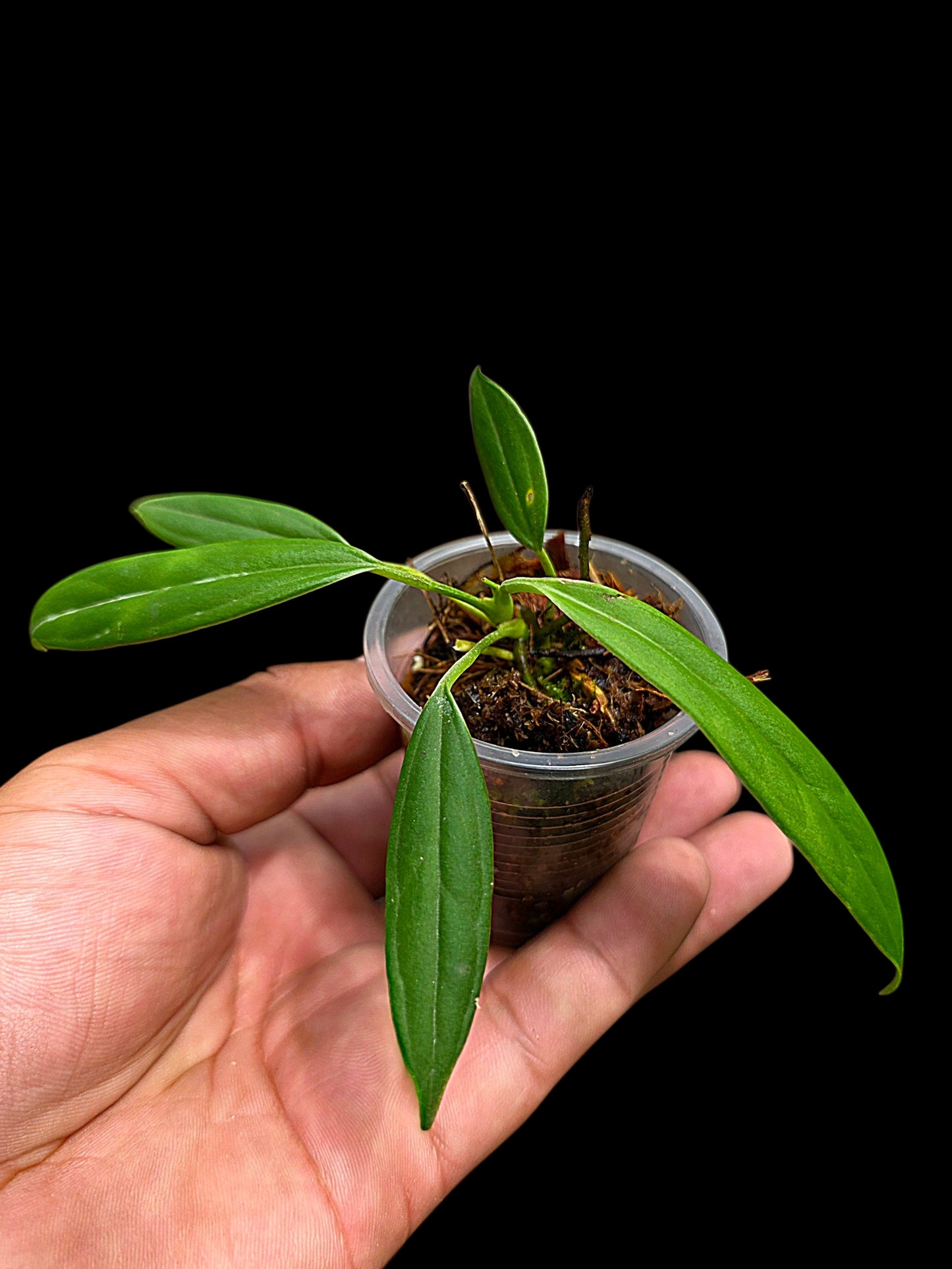Anthurium Ceronii Small Size (EXACT PLANT)