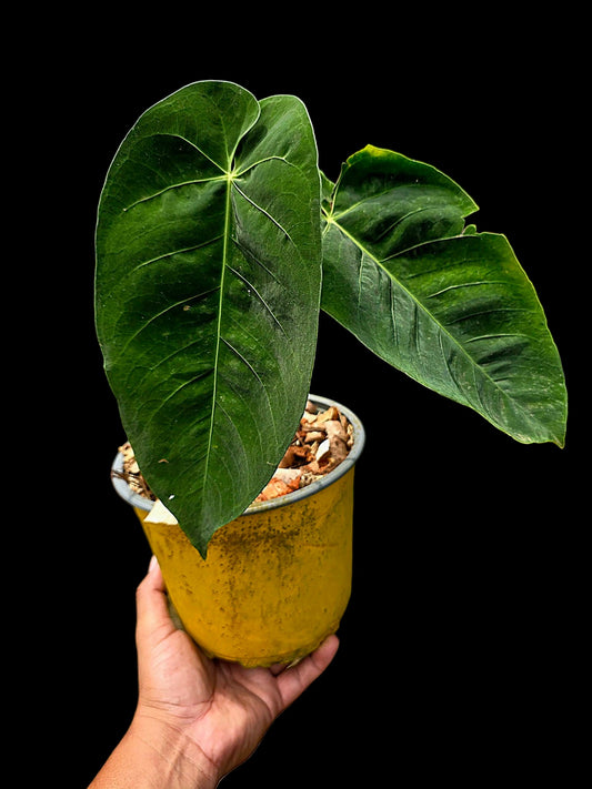 Anthurium Queremalense (EXACT PLANT)
