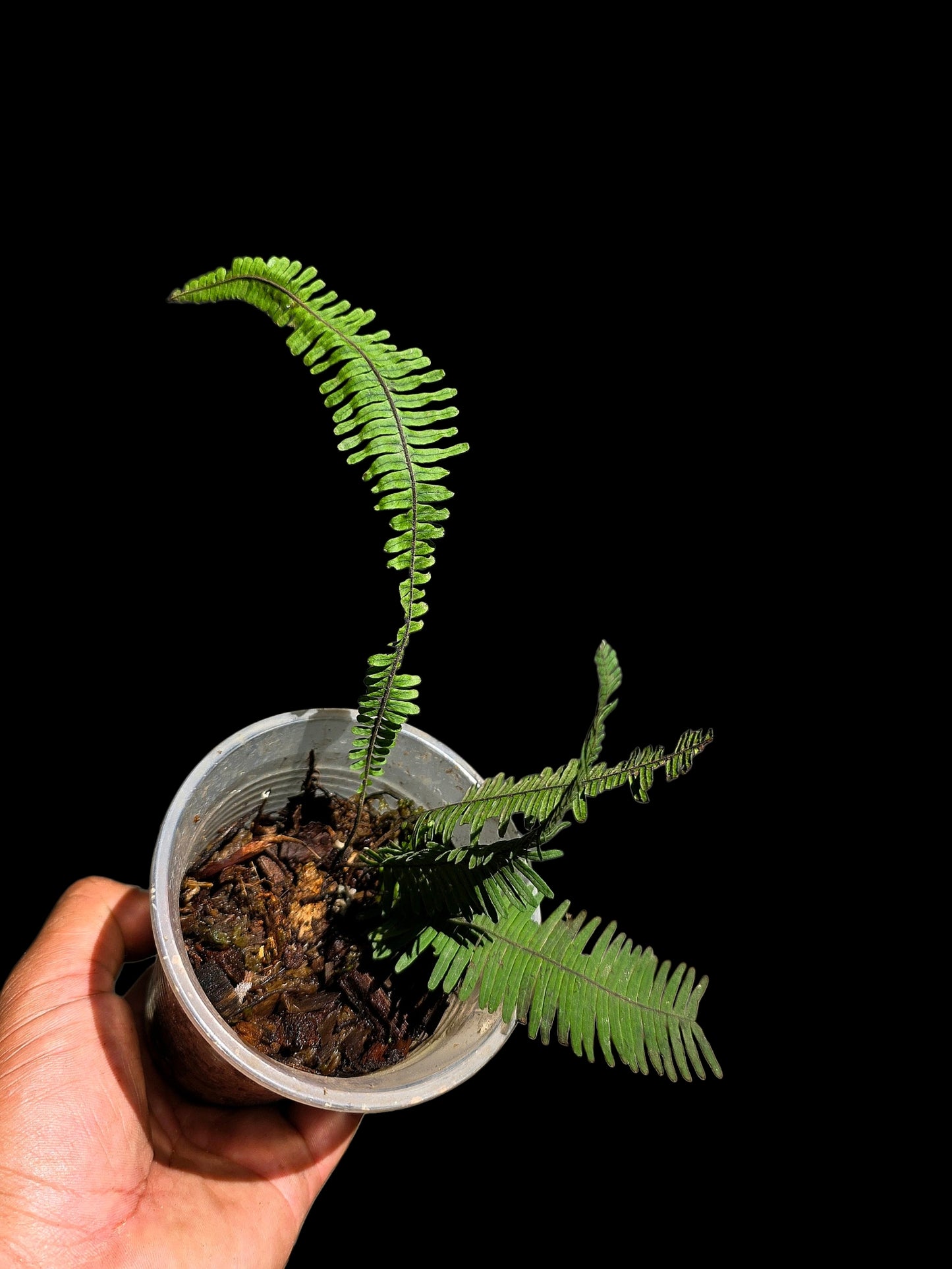 Pecluma aff. Filicula 'Tarapoto' Wild Ecotype (EXACT PLANT)