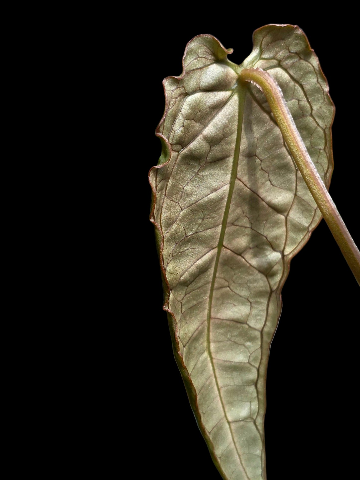Anthurium sp. 'Andinum Lattice Crispus' Metamorphosis Phenotype (EXACT PLANT)