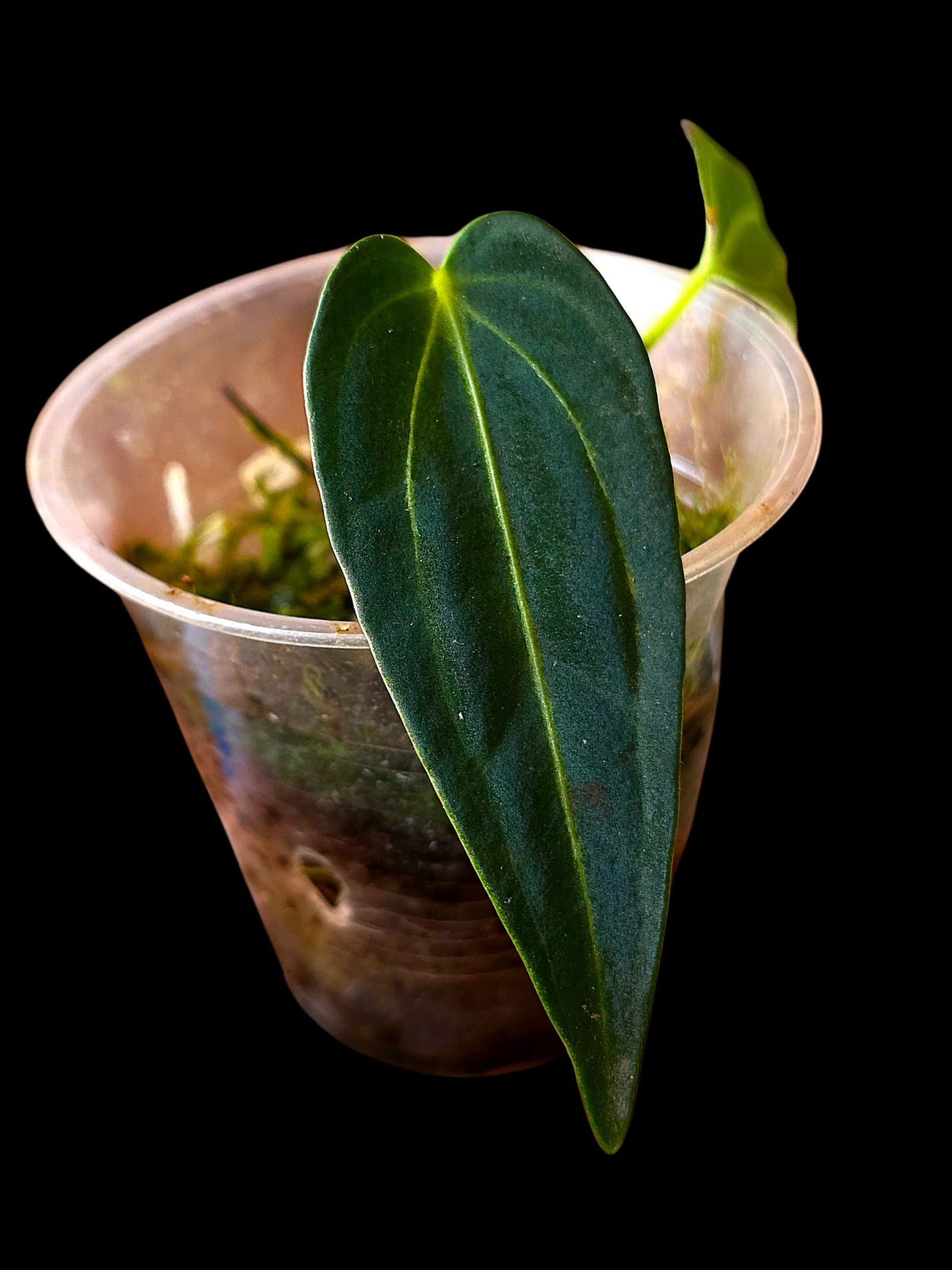 Anthurium Warocqueanum X Crystallinum (EXACT PLANT)