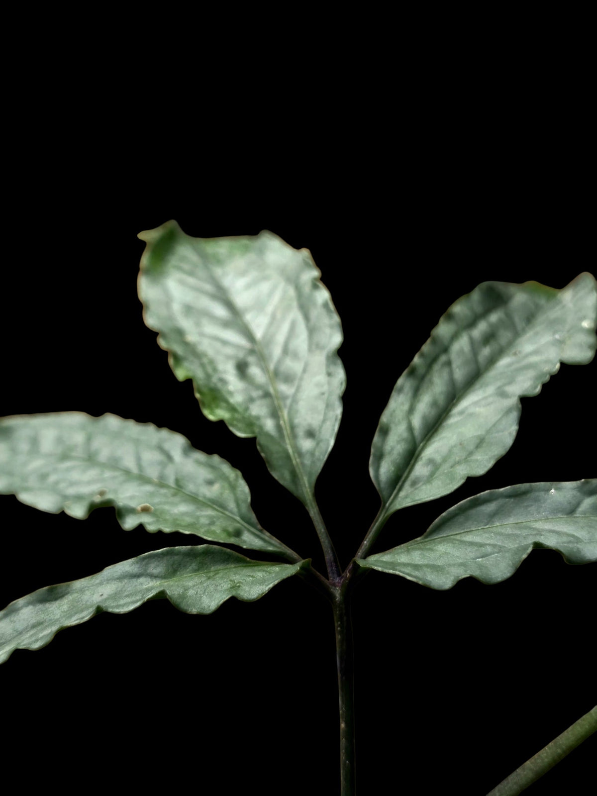 Anthurium sp. 'Abiseo Silver Fingers' (EXACT PLANT) (copia)