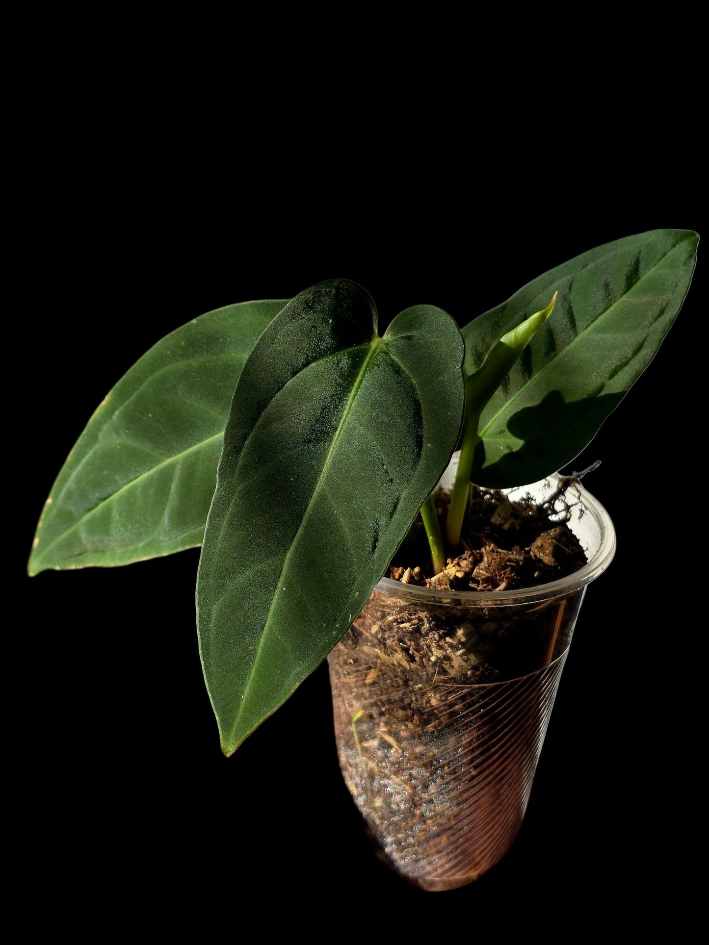 Anthurium Pulcachense Dark (EXACT PLANT)