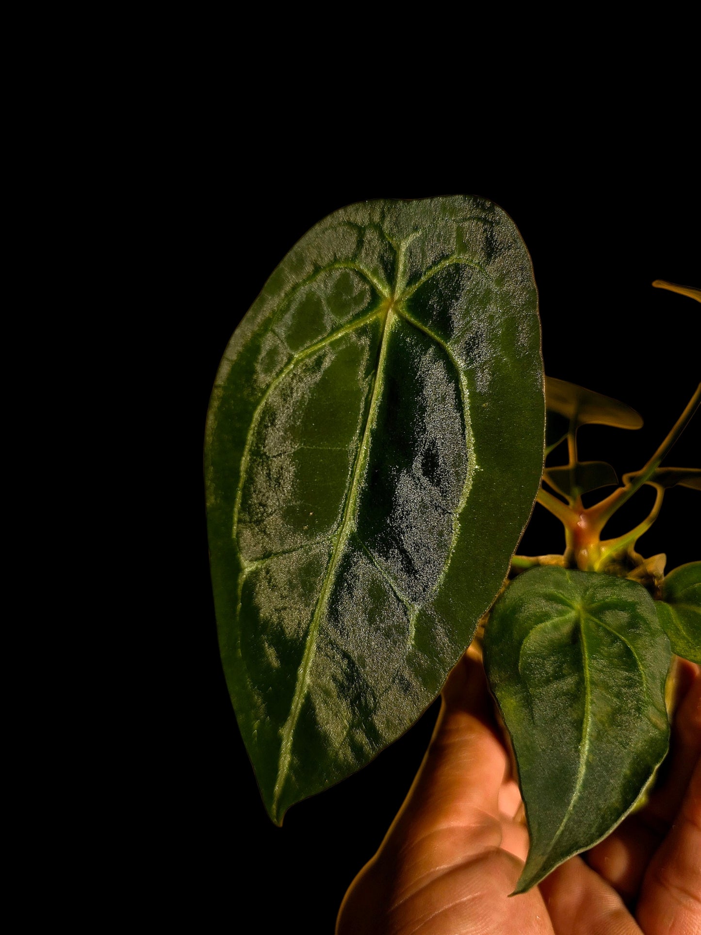 Anthurium Forgetii Narrow Form (EXACT PLANT)