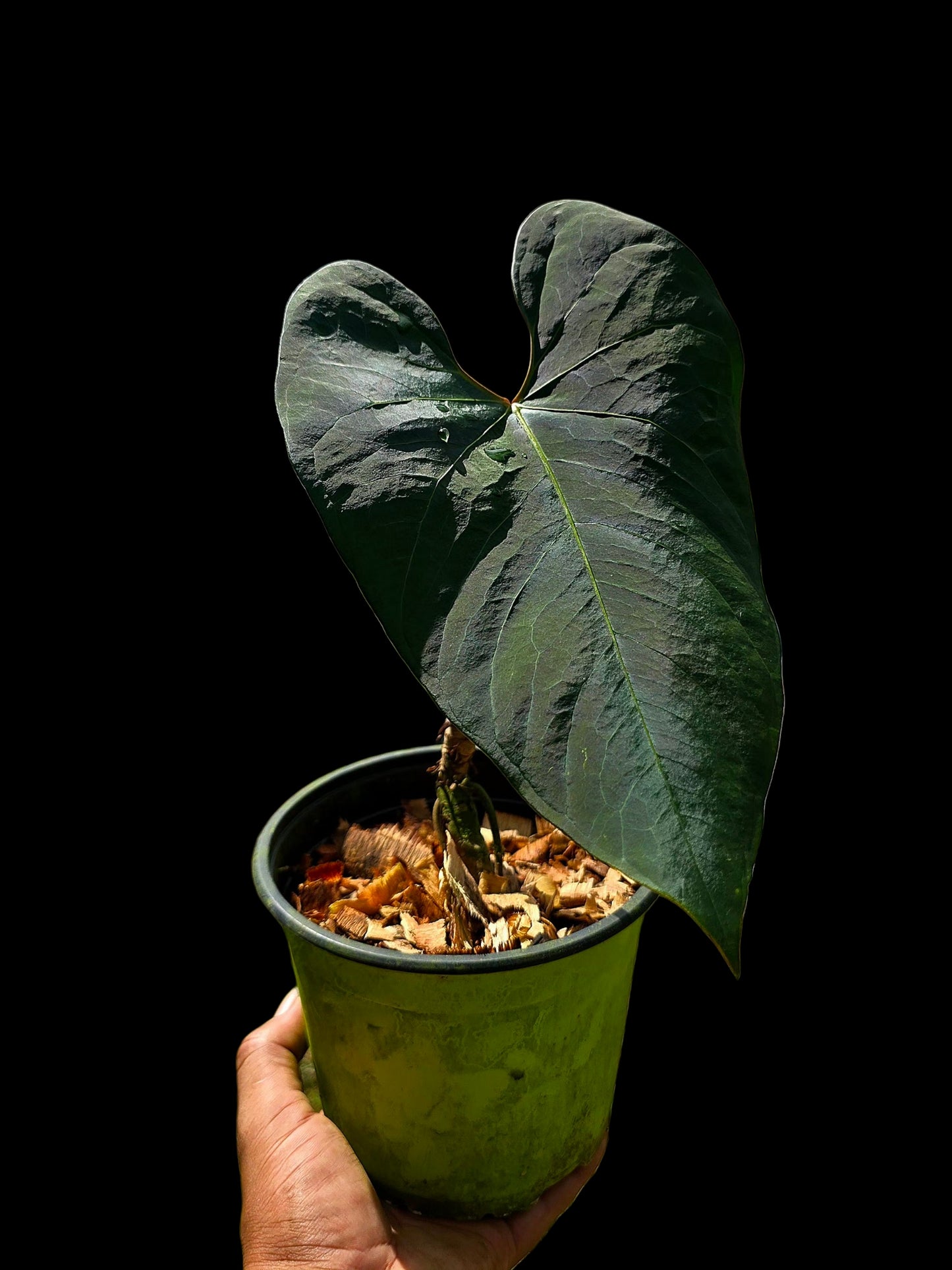 Anthurium sp. 'Huanuco Dark Velvet' Wild Ecotype (EXACT PLANT)