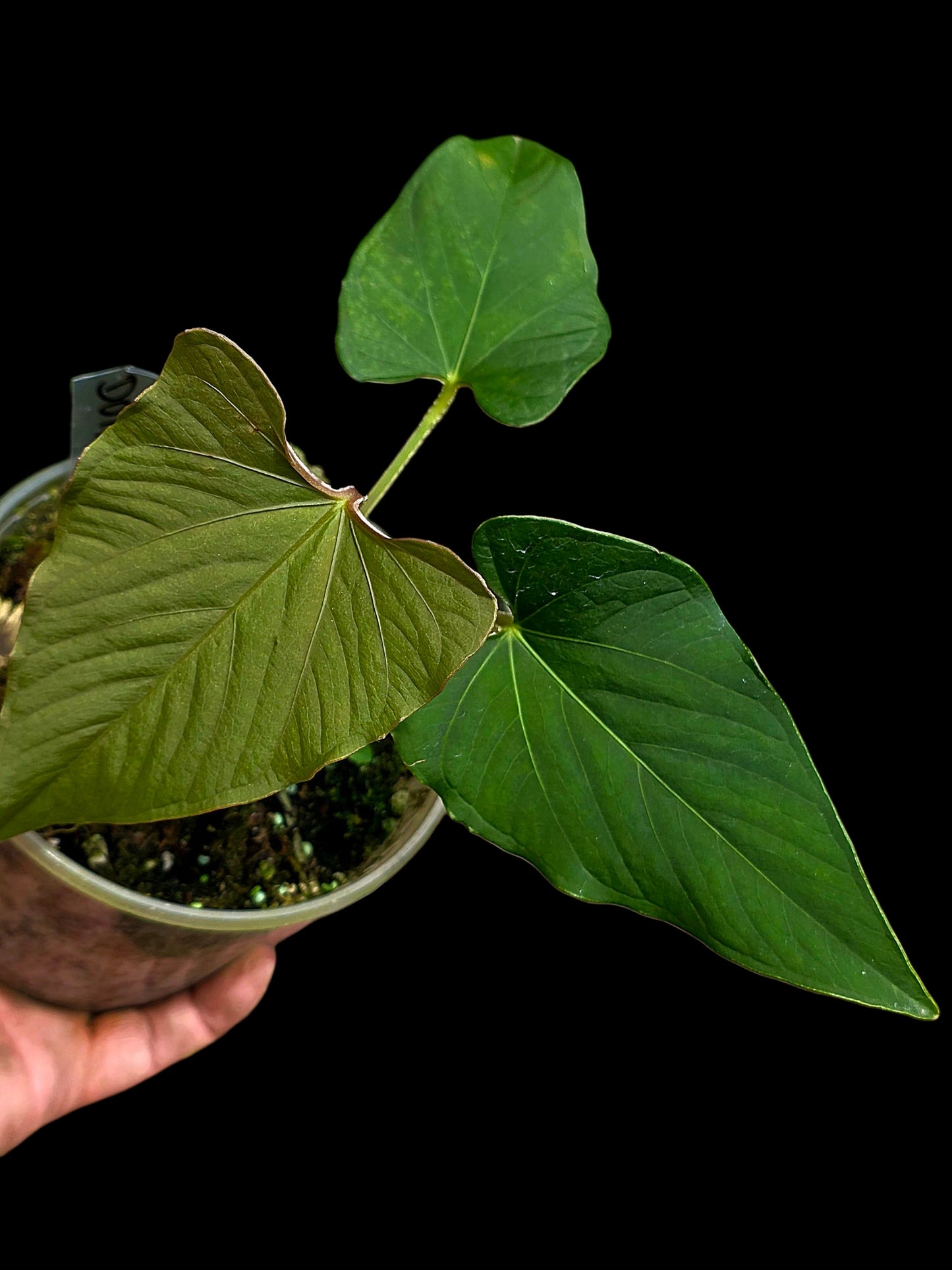 Anthurium sp. 'Kunayala Glow' Native to Panama (EXACT PLANT)